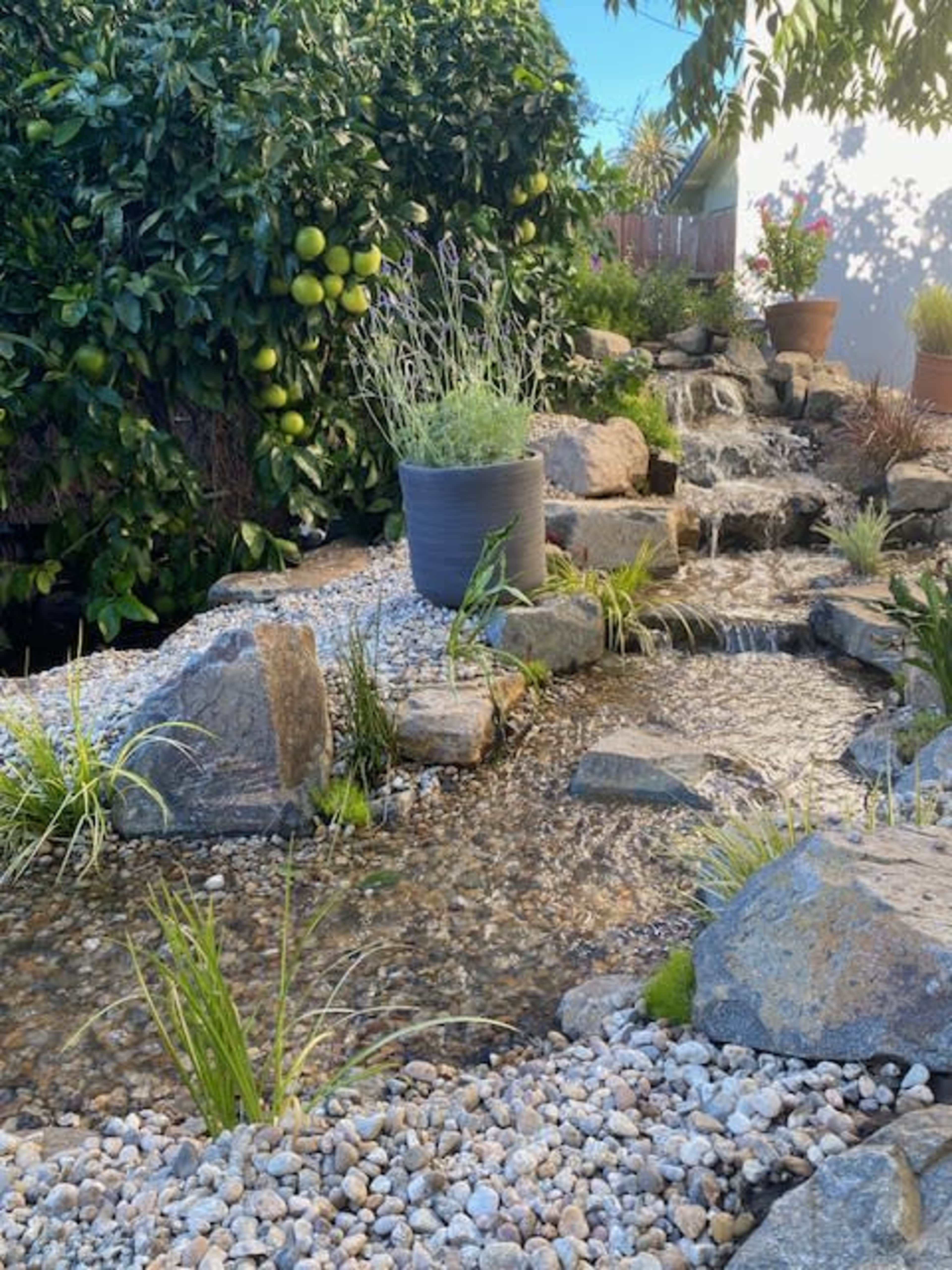 The image shows a landscaped area featuring a small waterfall cascading over rocks into a shallow stream, surrounded by ornamental plants and a citrus tree in the background.
