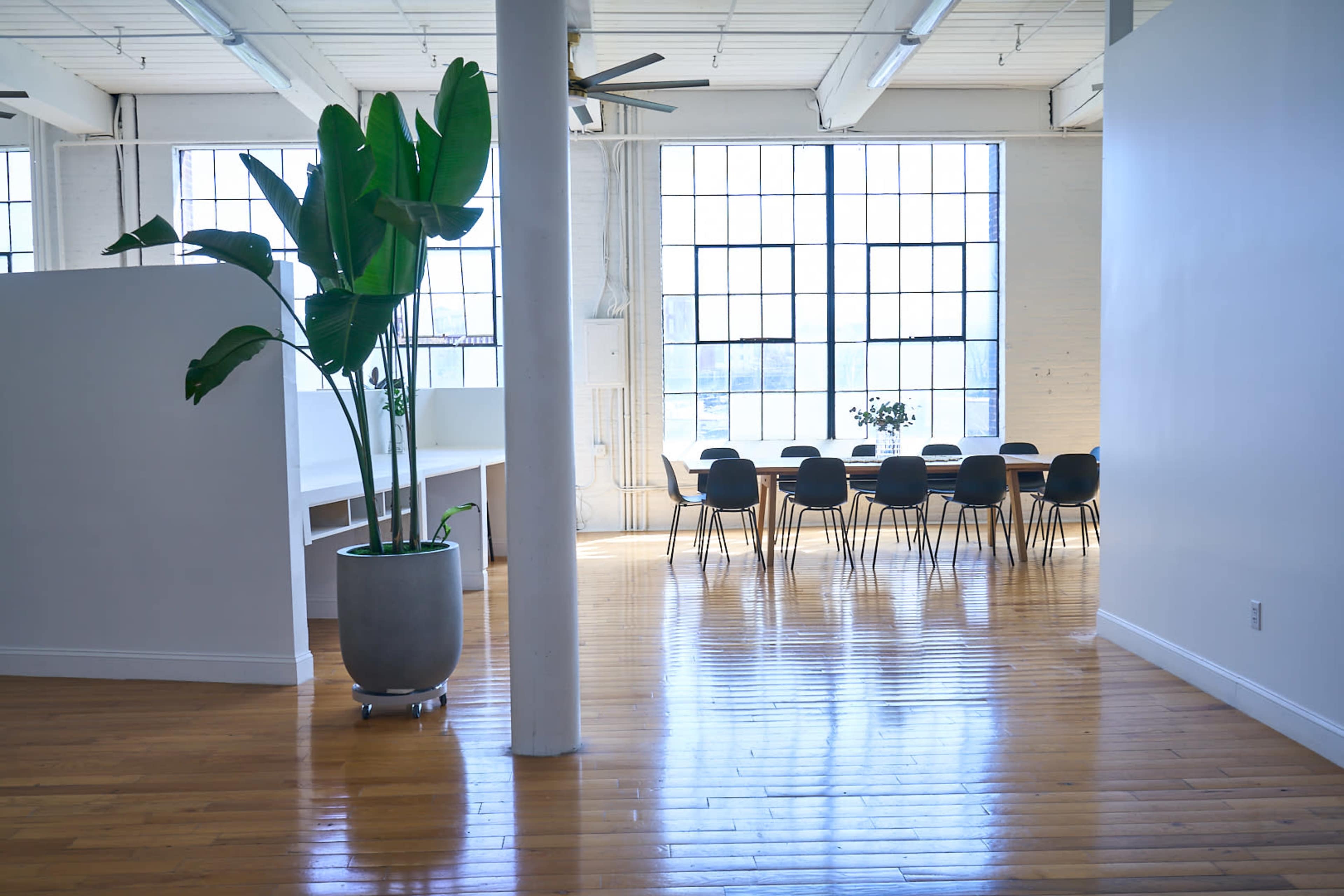 A spacious office area features a large table surrounded by chairs, with a tall plant in a pot near a wide window.