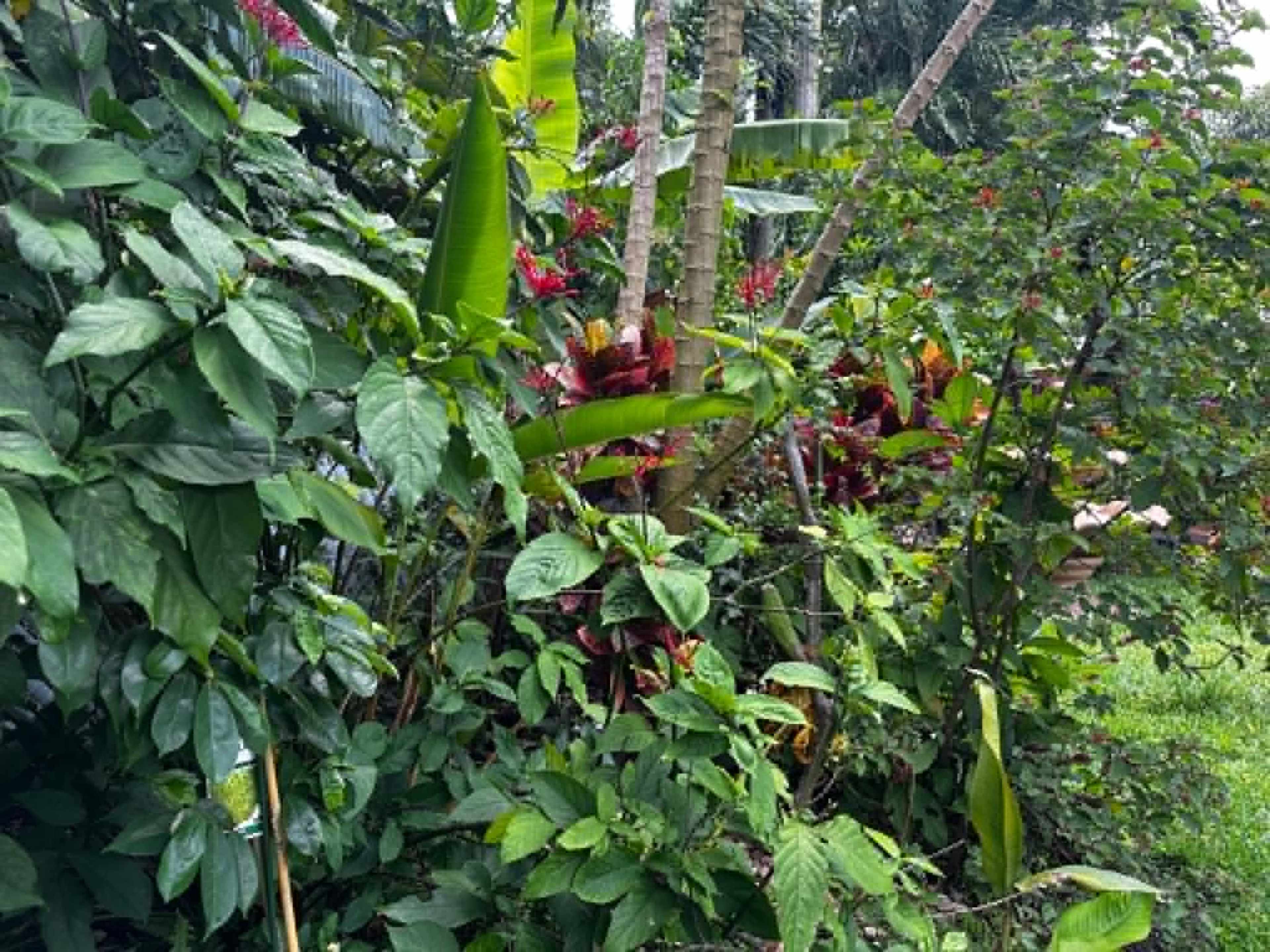 The image shows a dense arrangement of tropical plants, including large green leaves and colorful flowering plants, in a natural outdoor setting.