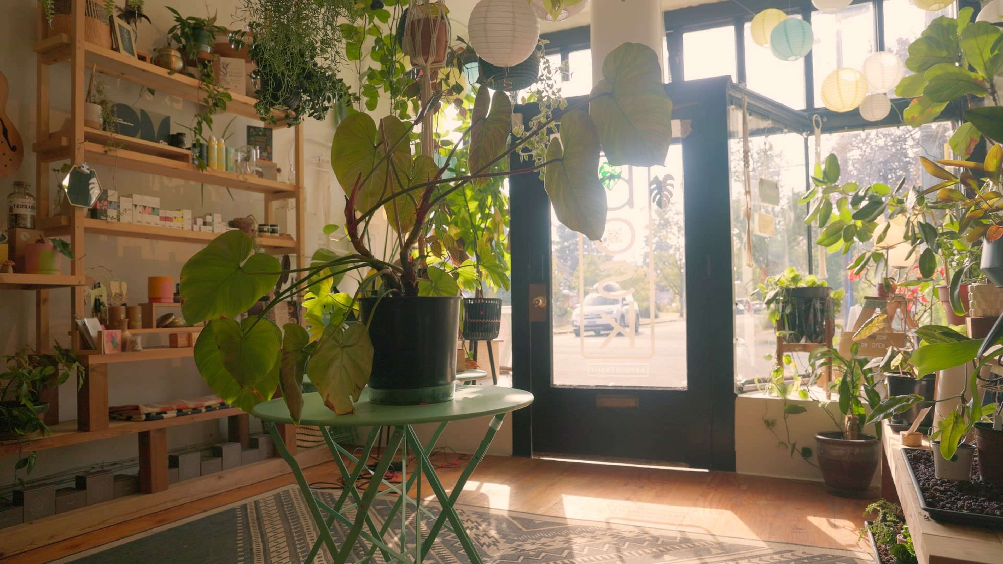 Beautiful light-filled plant shop Image in Northeast Portland, Portland, OR