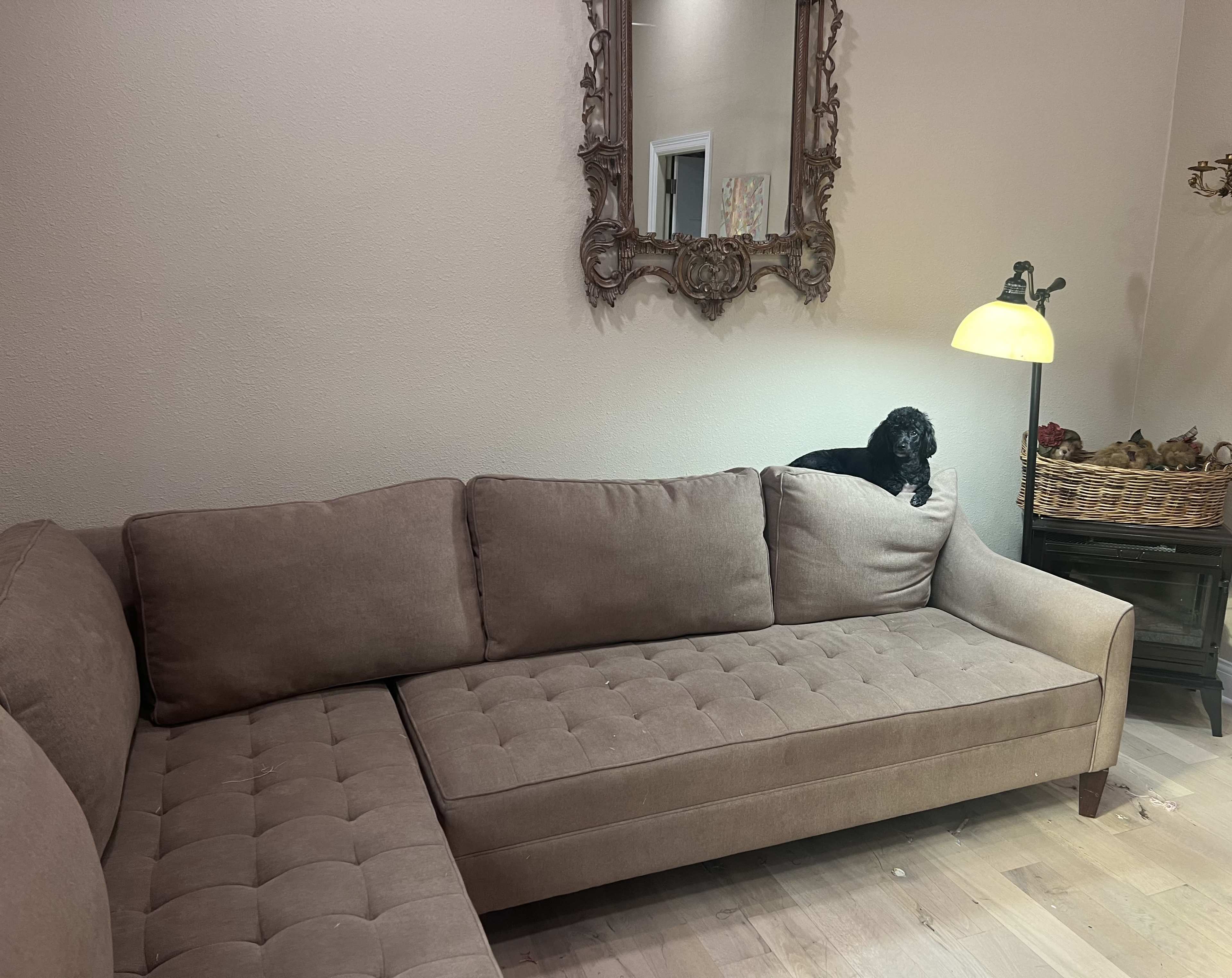 A brown sectional couch sits against a wall, with a black dog perched on the backrest near a lamp and a decorative basket.