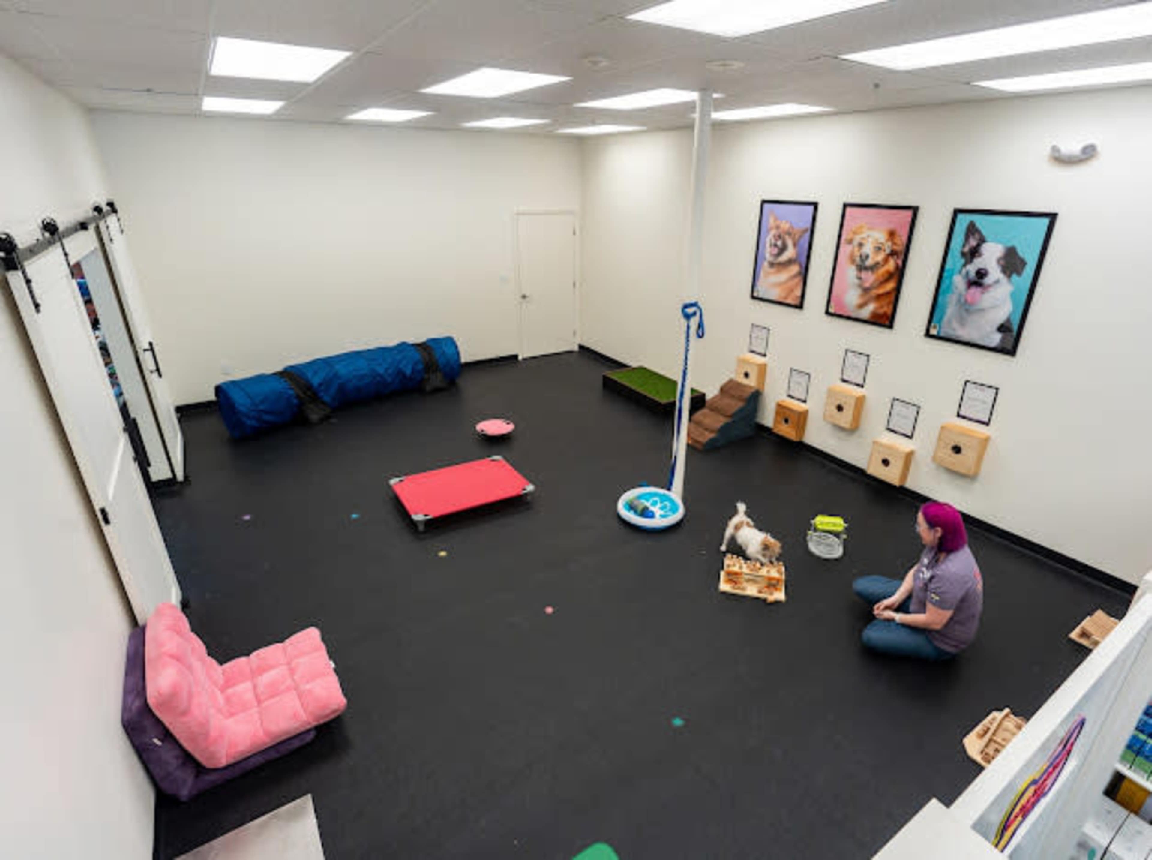 The image shows an indoor playroom for dogs, featuring various colorful items like mats, toys, and seating, along with framed pictures of dogs on the wall.
