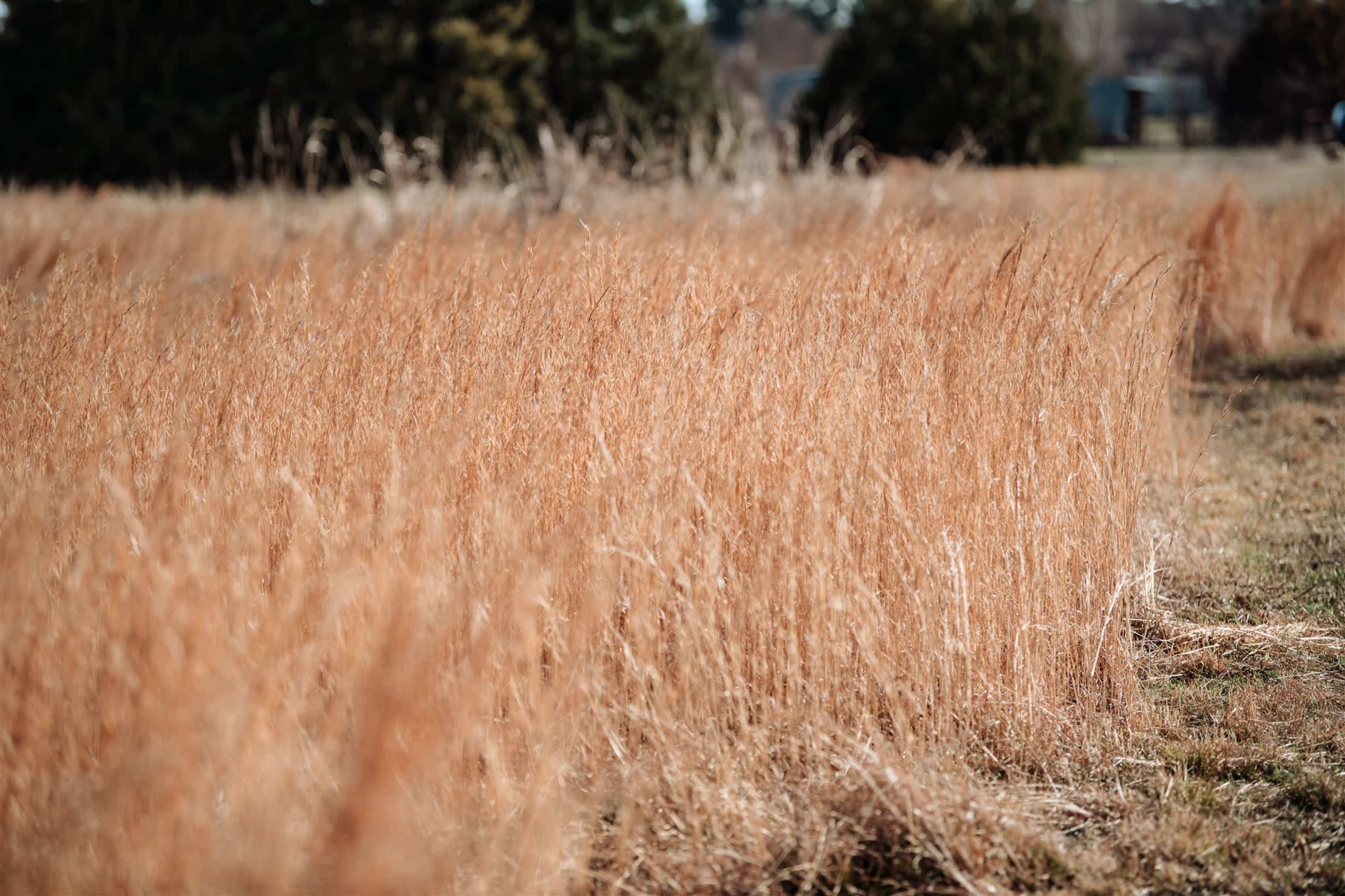 A field of dry, golden grass stretches out, surrounded by low shrubs and trees in the background.