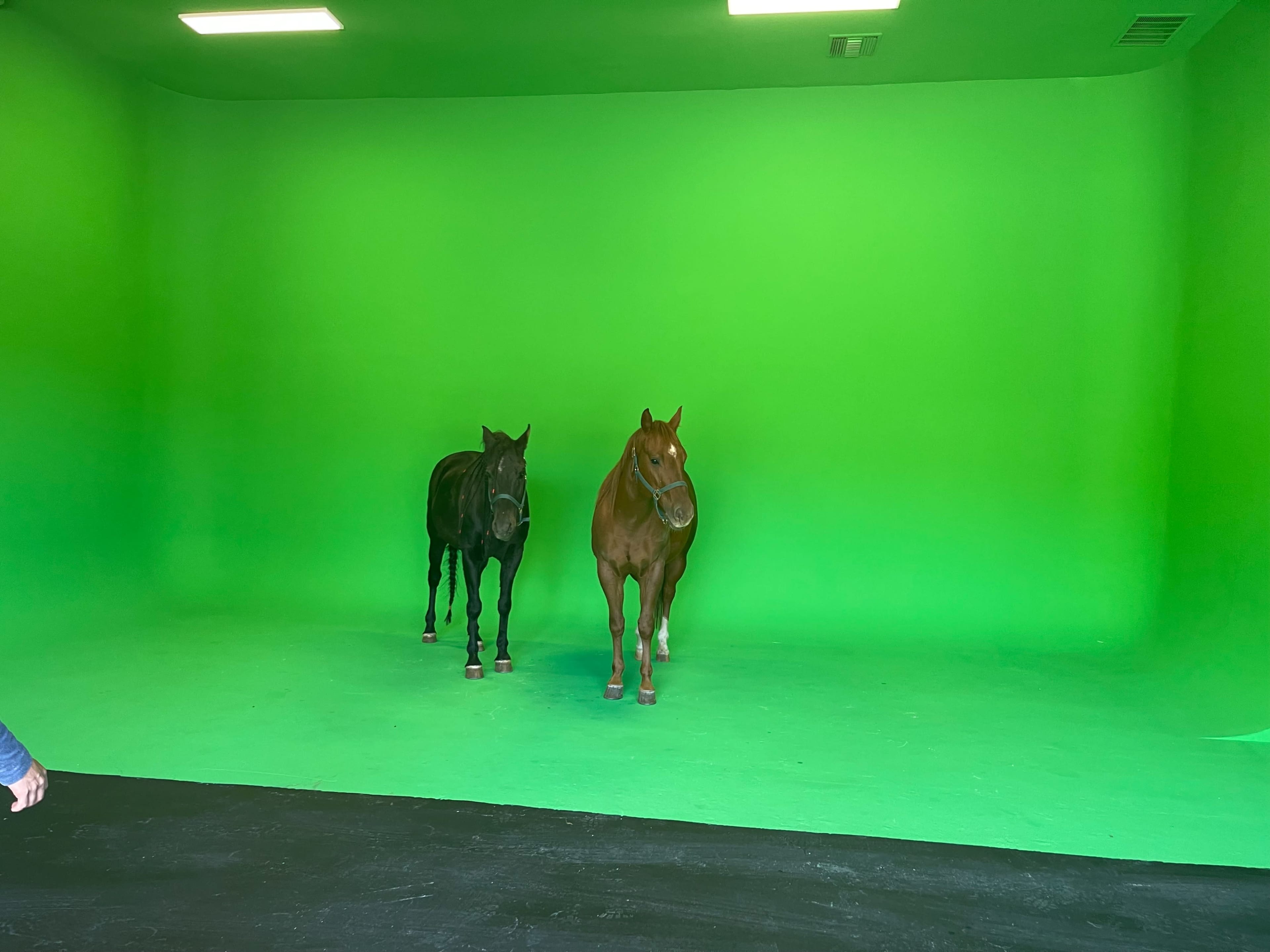 Two horses, one black and one brown, stand on a green screen backdrop in a studio setting.