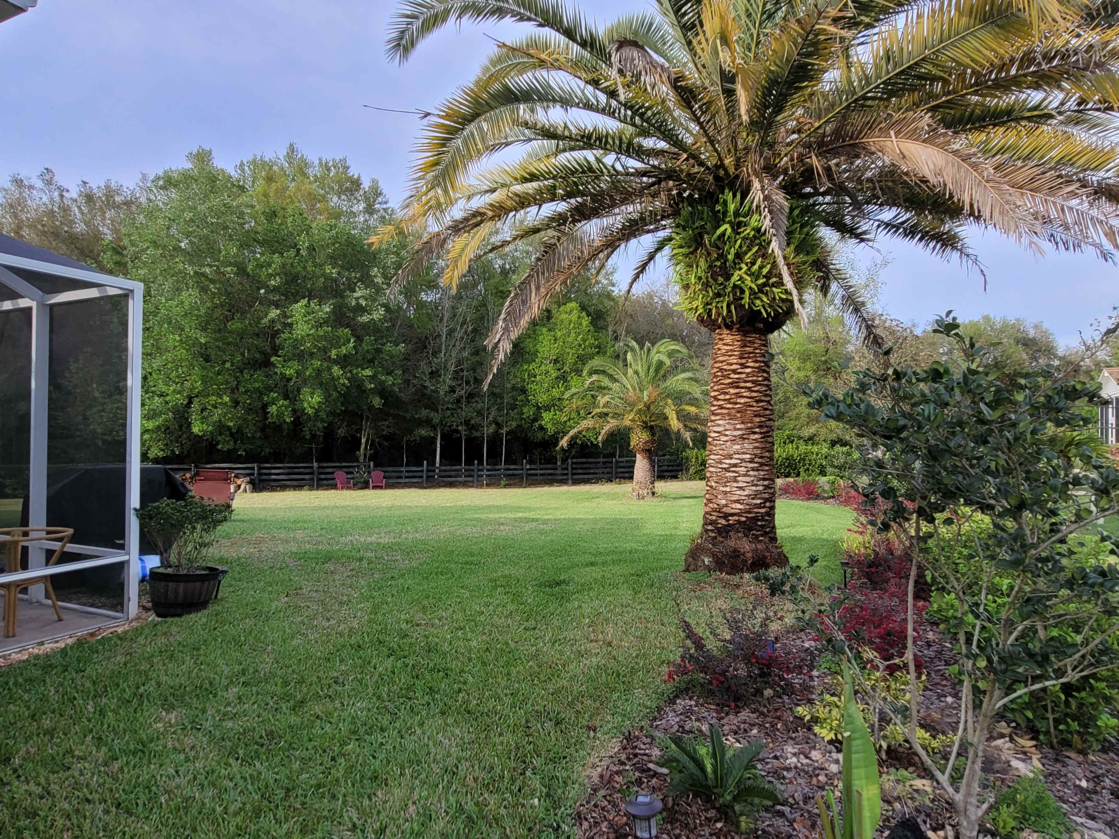 A landscaped backyard features a large palm tree and lush greenery, with a fenced area visible in the background.