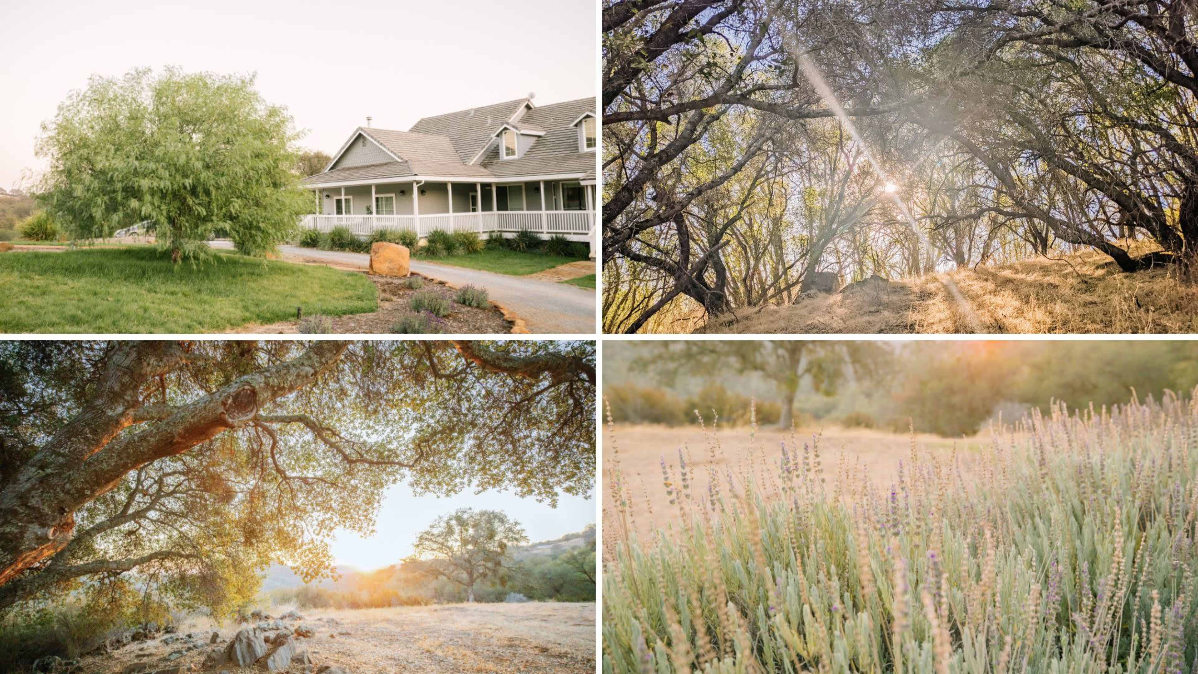 A scenic property with a house surrounded by trees and a dirt path, alongside sun-drenched landscapes of grasses and lavender.