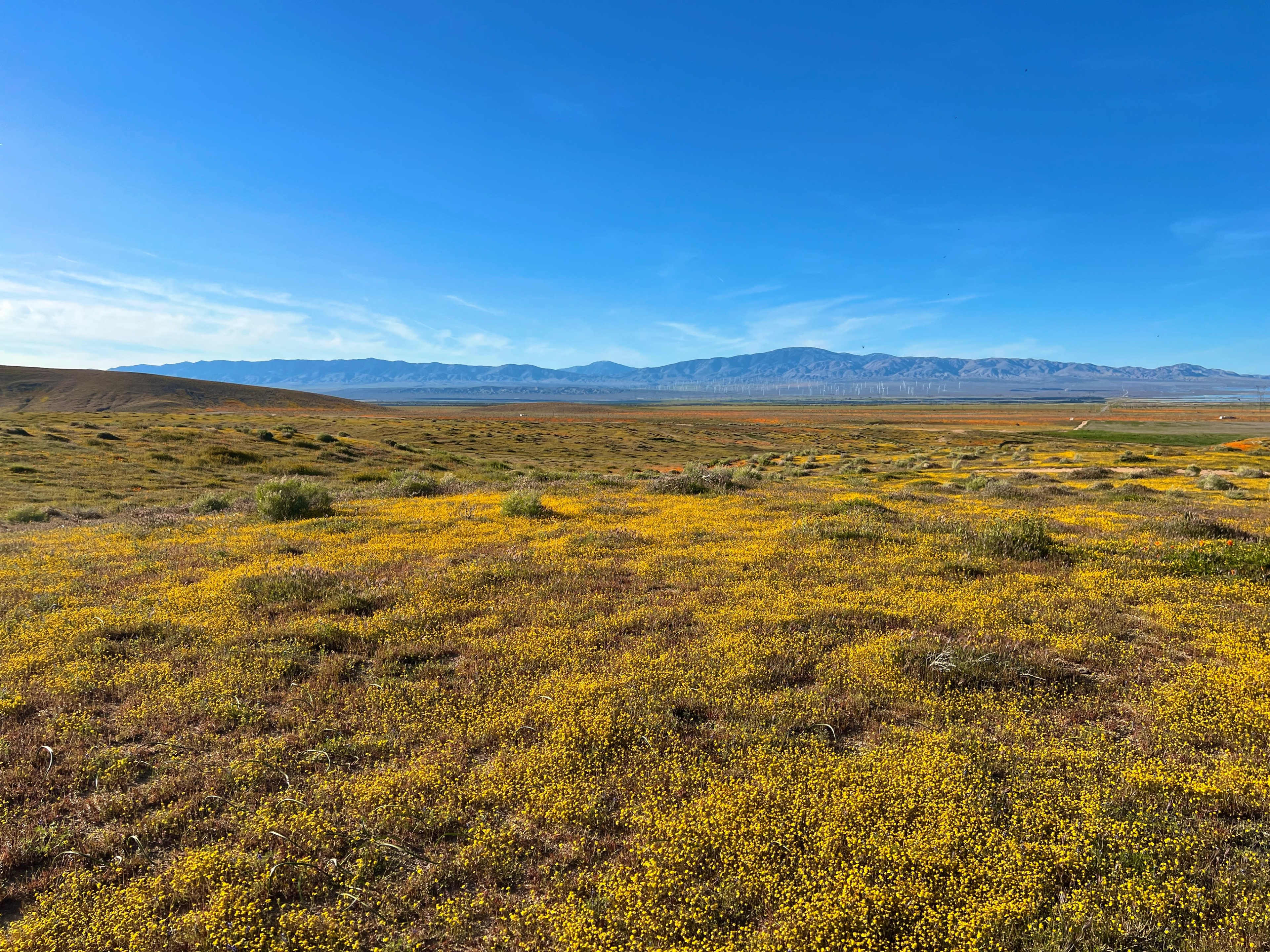 A vibrant field of yellow wildflowers stretches across a valley with mountains in the background under a clear blue sky.