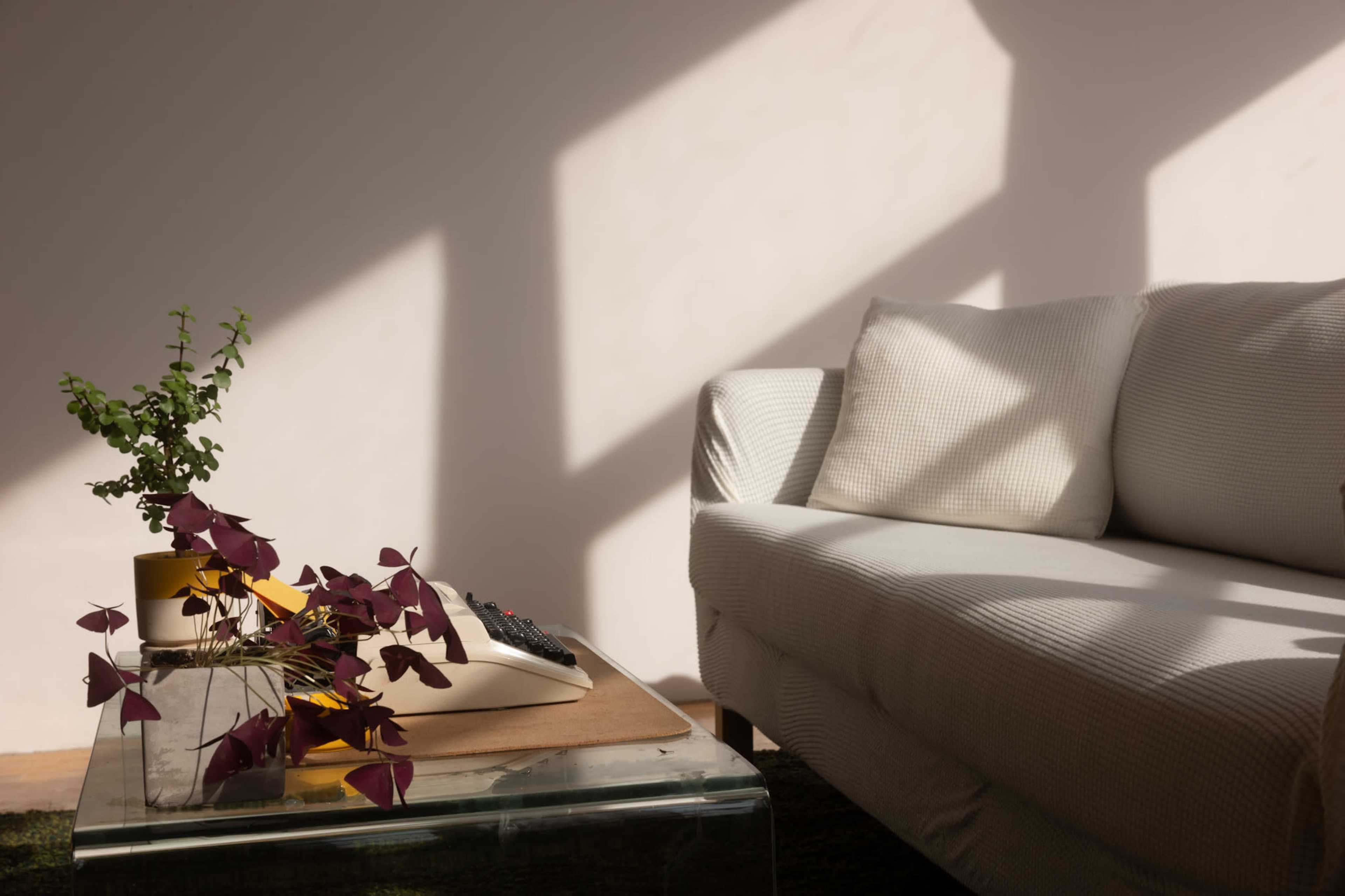 A light-filled living room features a white sofa, a glass coffee table with a plant arrangement, and shadows cast on the wall.