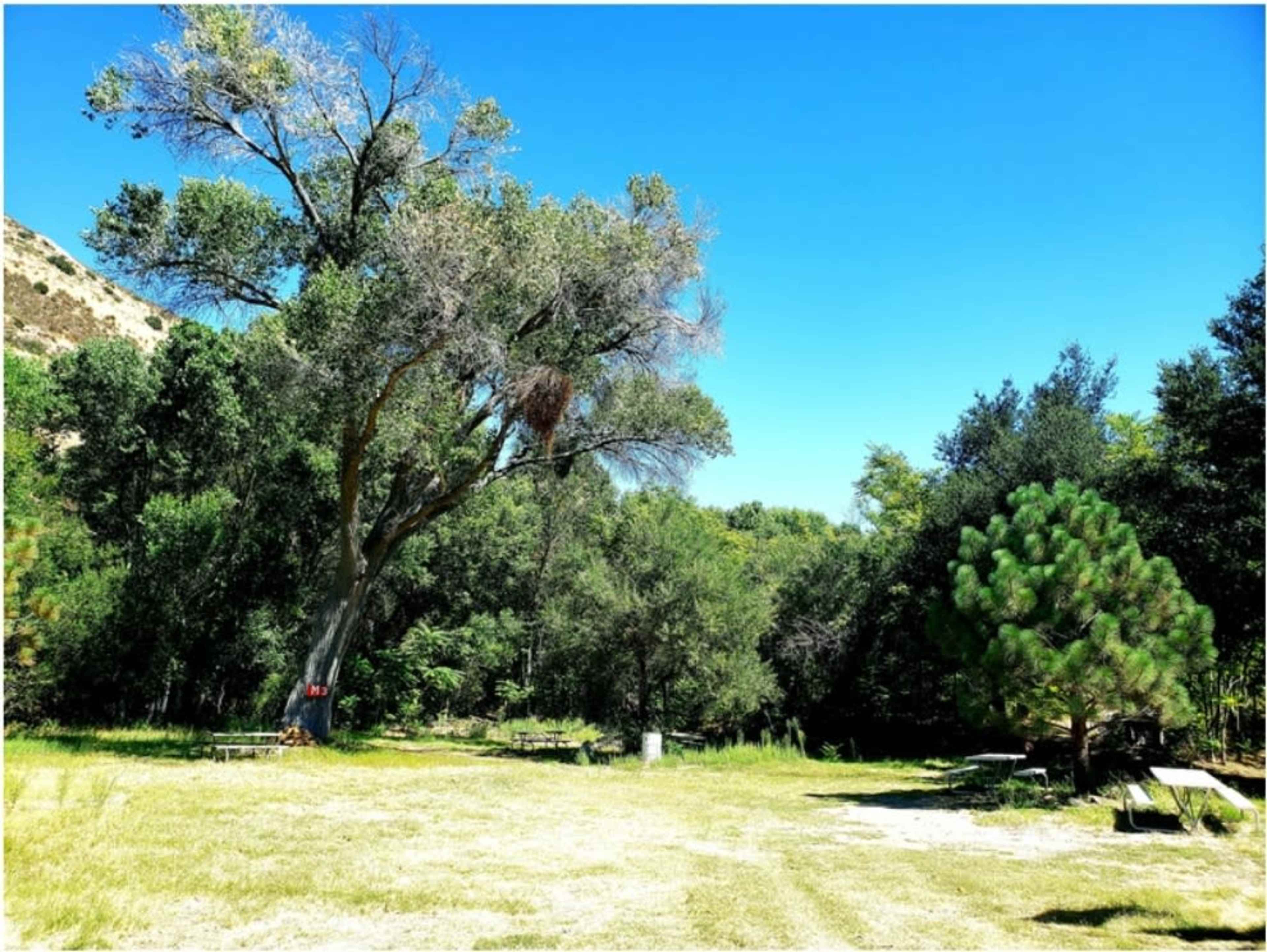 The image shows a clearing in a wooded area with several trees and patches of grass under a clear blue sky.