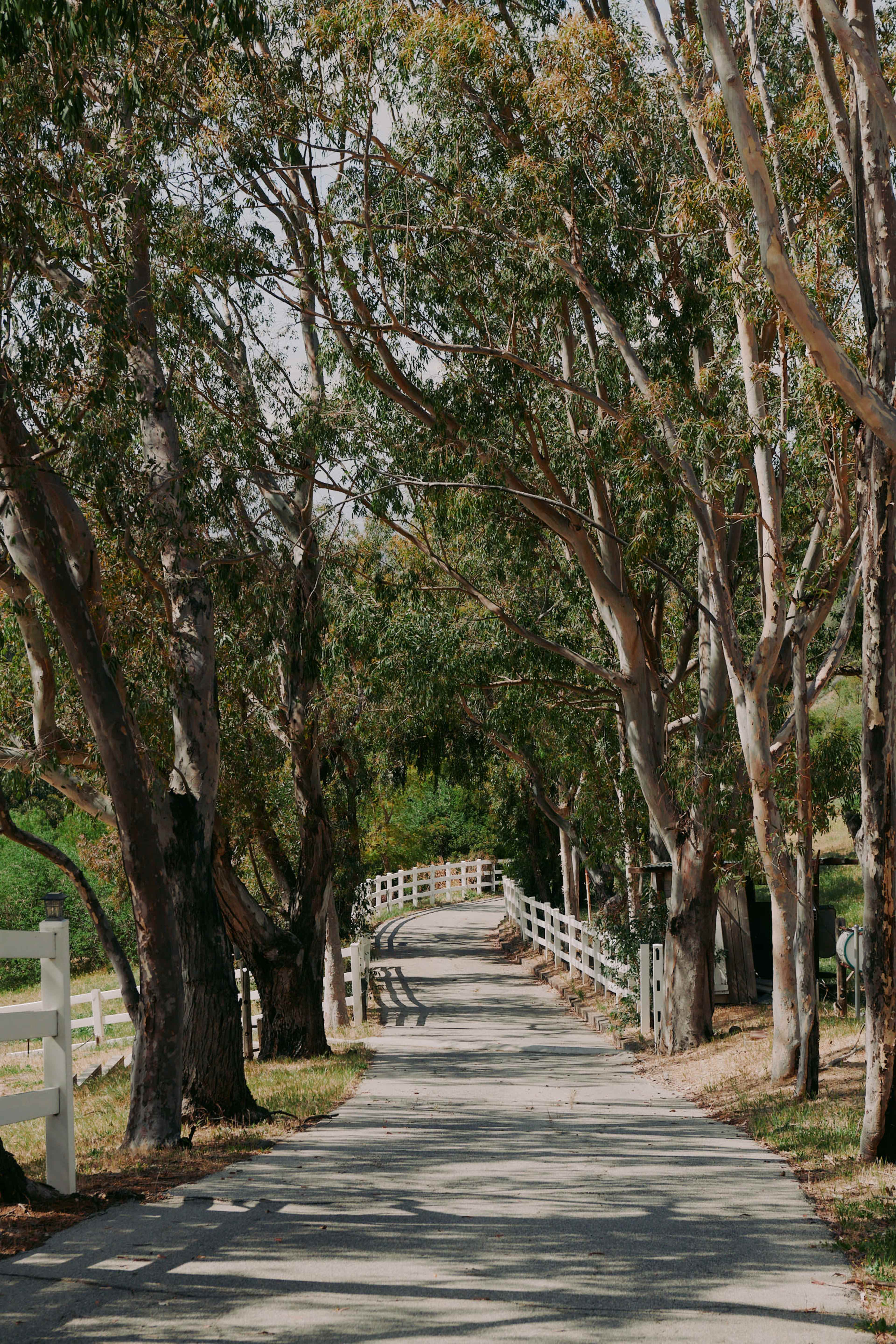 A gravel road lined with eucalyptus trees leads into a green, wooded area.