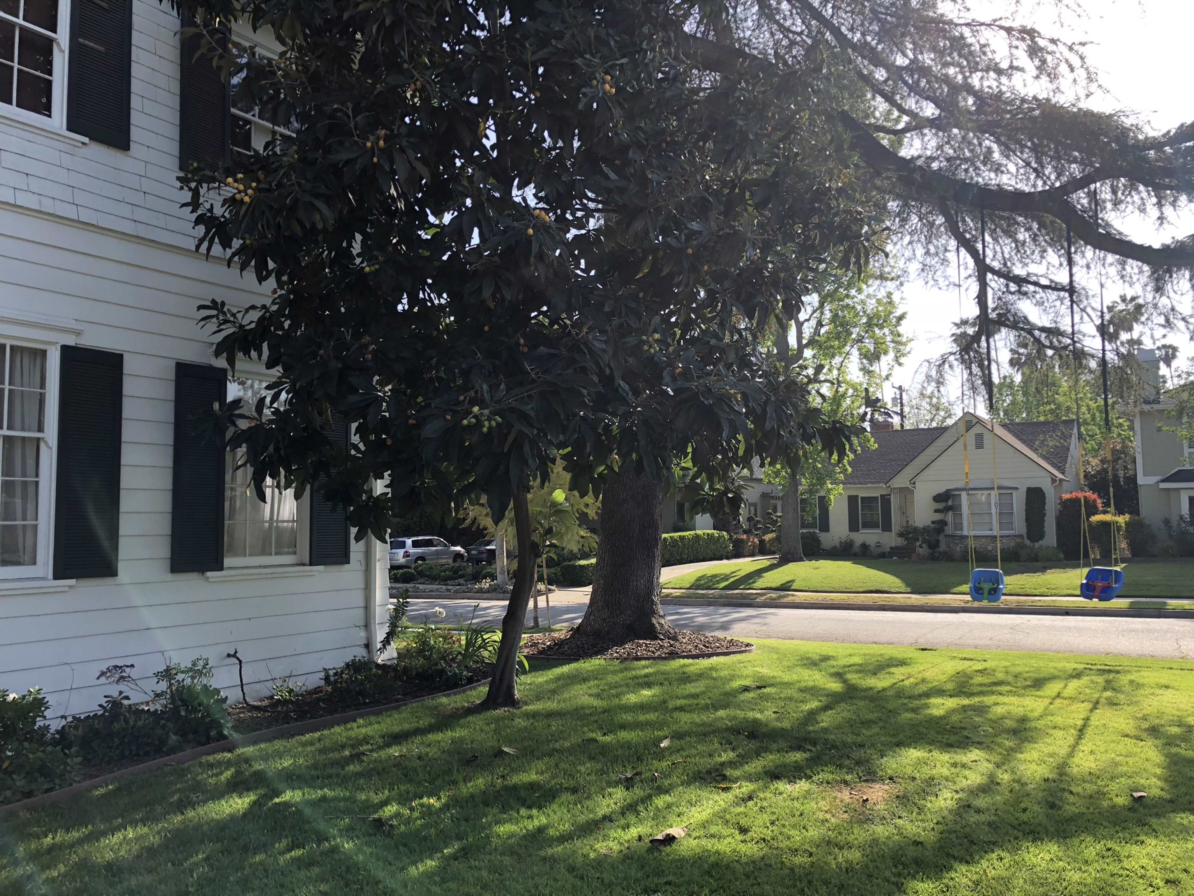 A magnolia tree stands next to a white house with black shutters, while two blue recycling bins are placed on the curb across the street.
