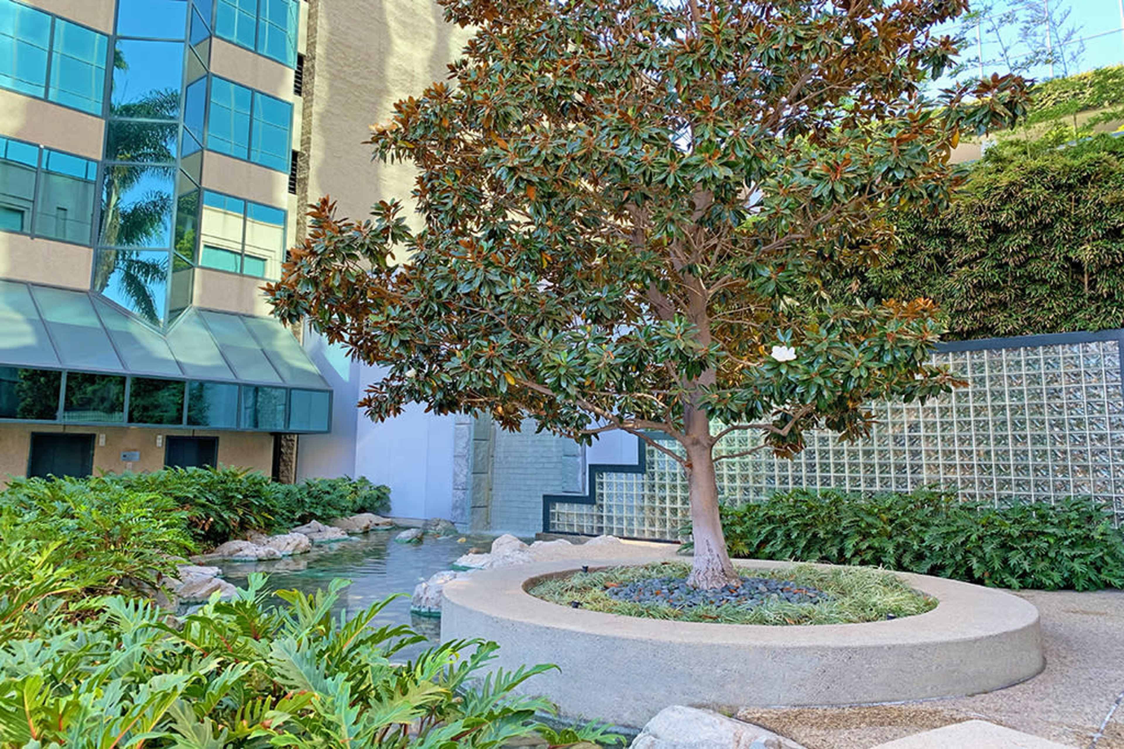 A magnolia tree stands in a circular planter surrounded by water and greenery next to a modern building.