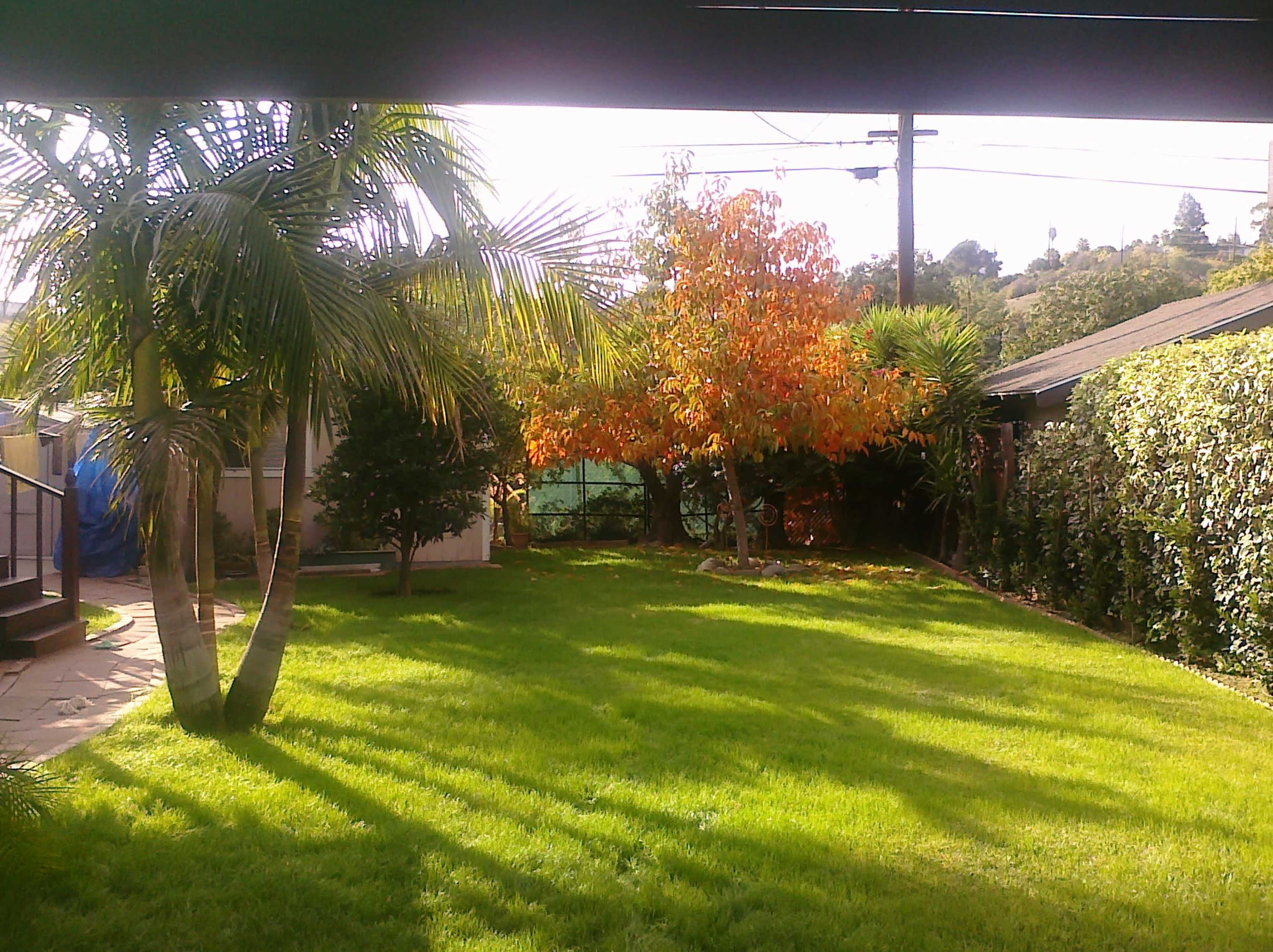 A backyard features a green lawn, palm trees, and an orange tree surrounded by shrubs and a nearby house.