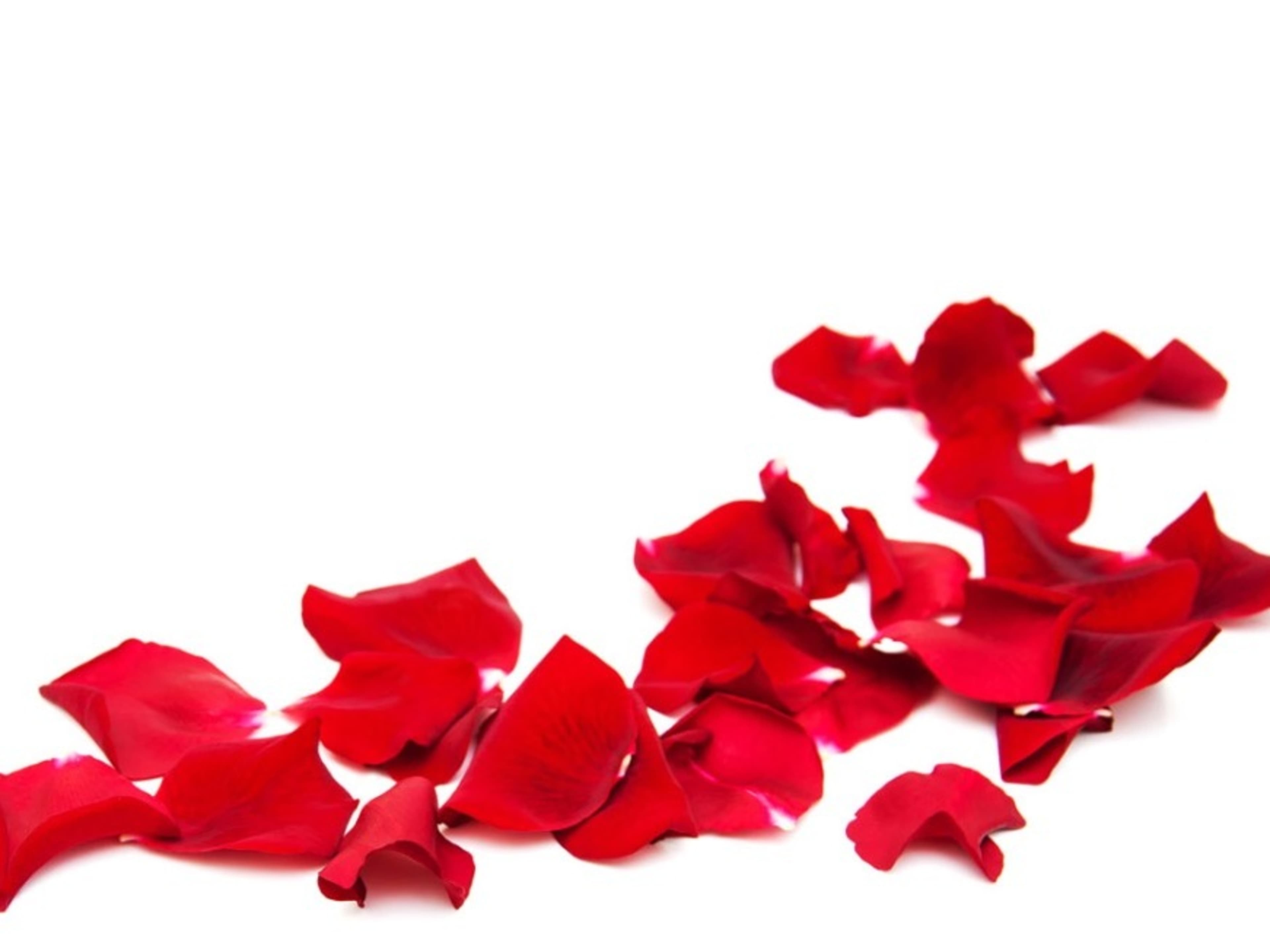 Beautiful Silk Rose Petals to set the scene!