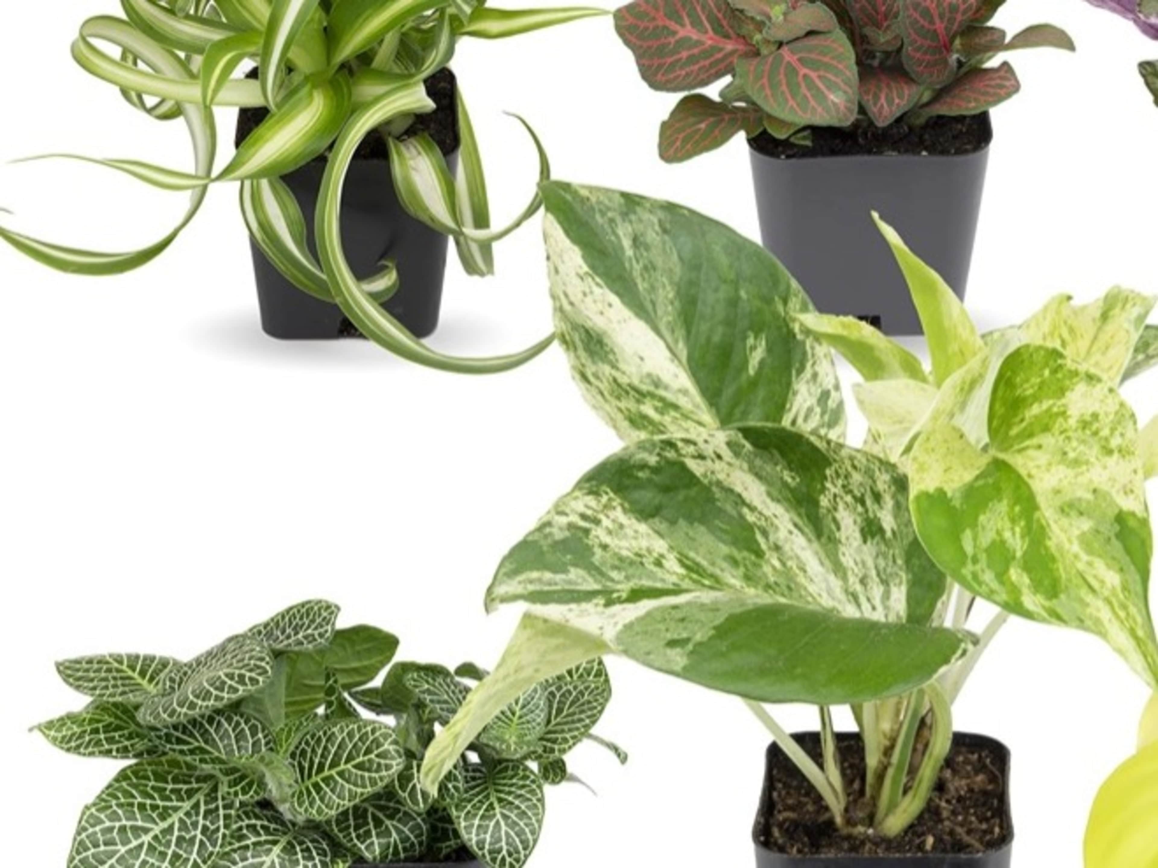 Plant to Take Home