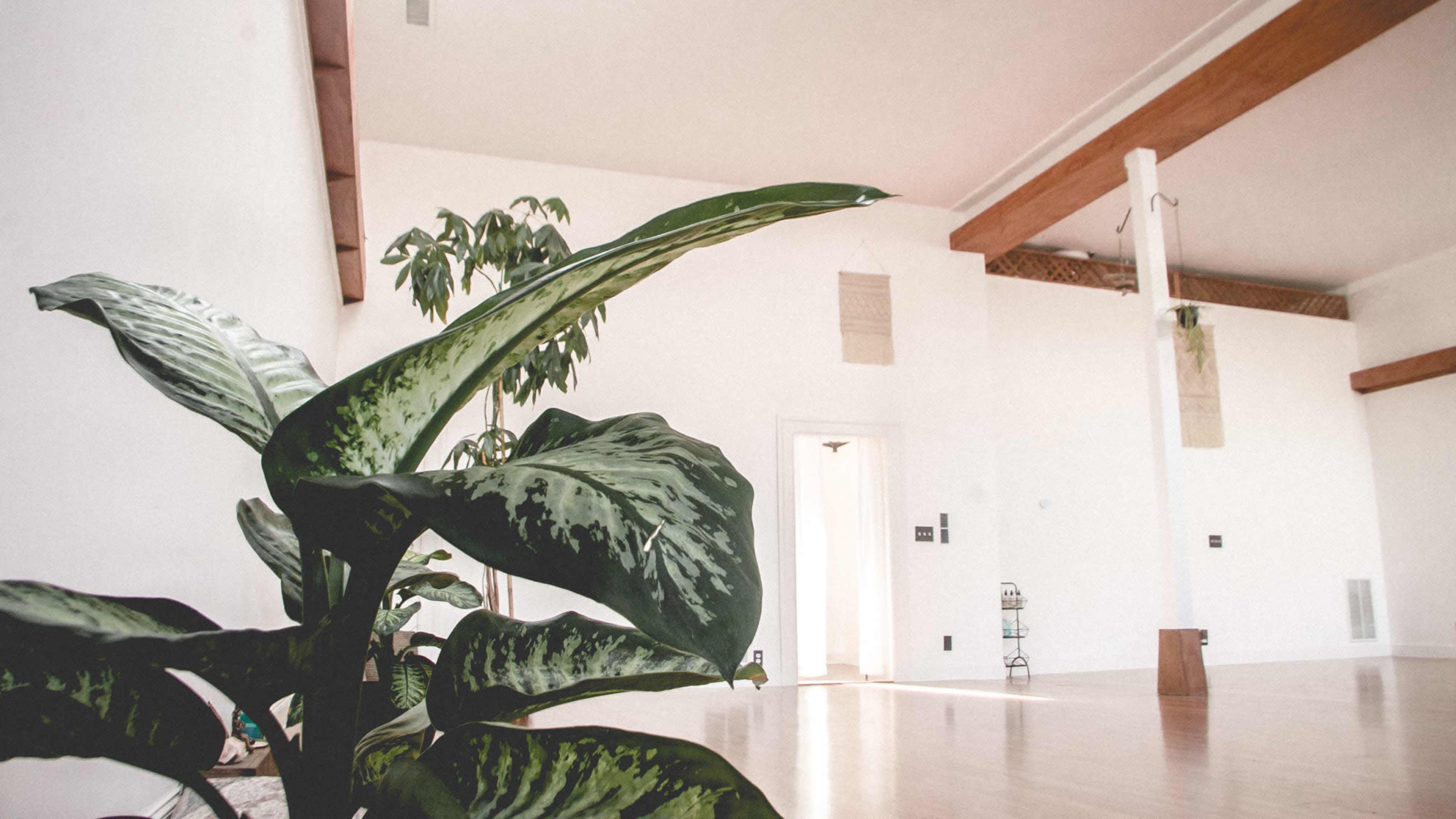 A spacious, minimalist interior with a green plant in the foreground, light-colored walls, and wooden beams overhead.