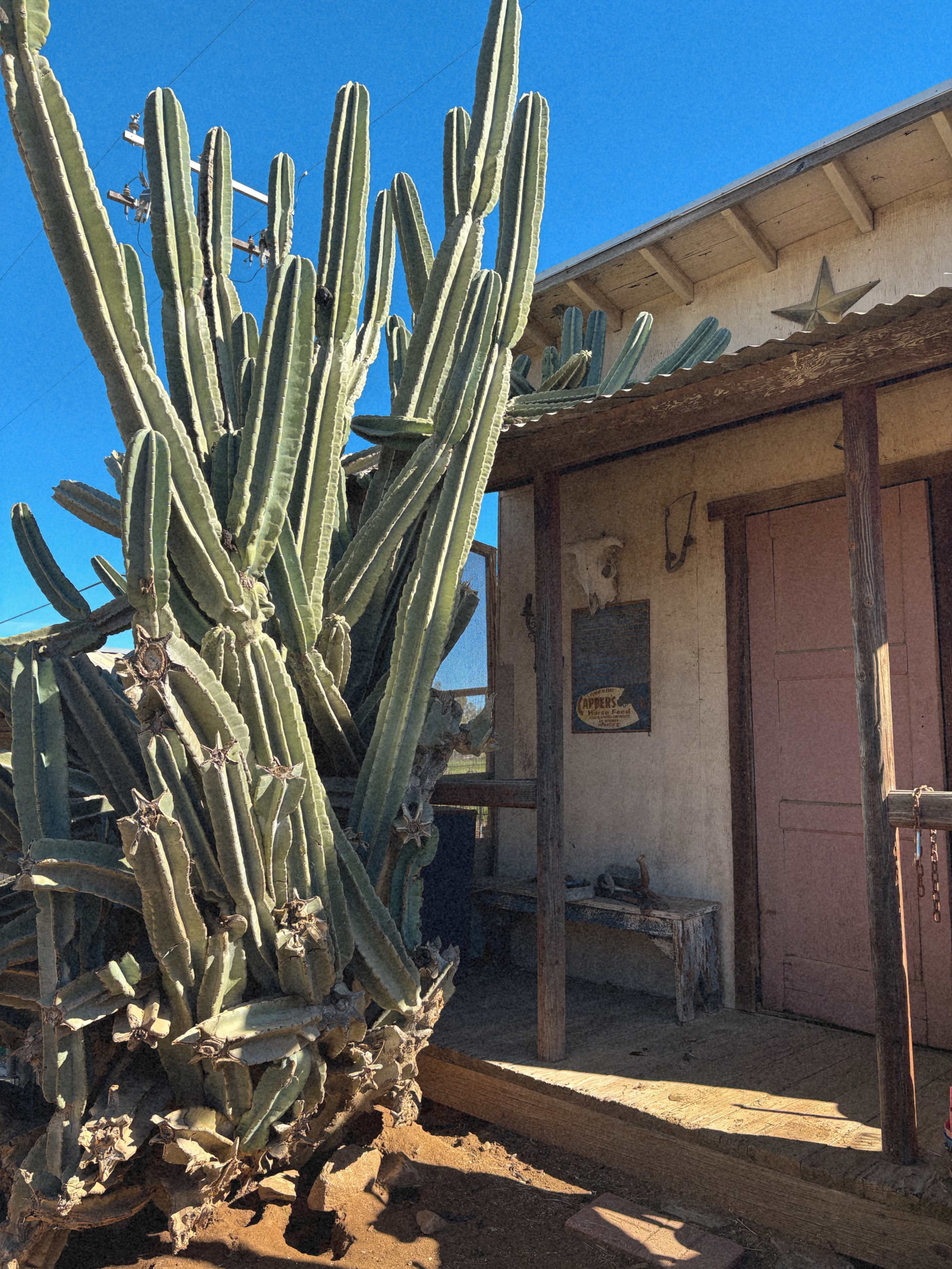 A tall cactus stands next to a wooden porch leading to a building with a pink door.