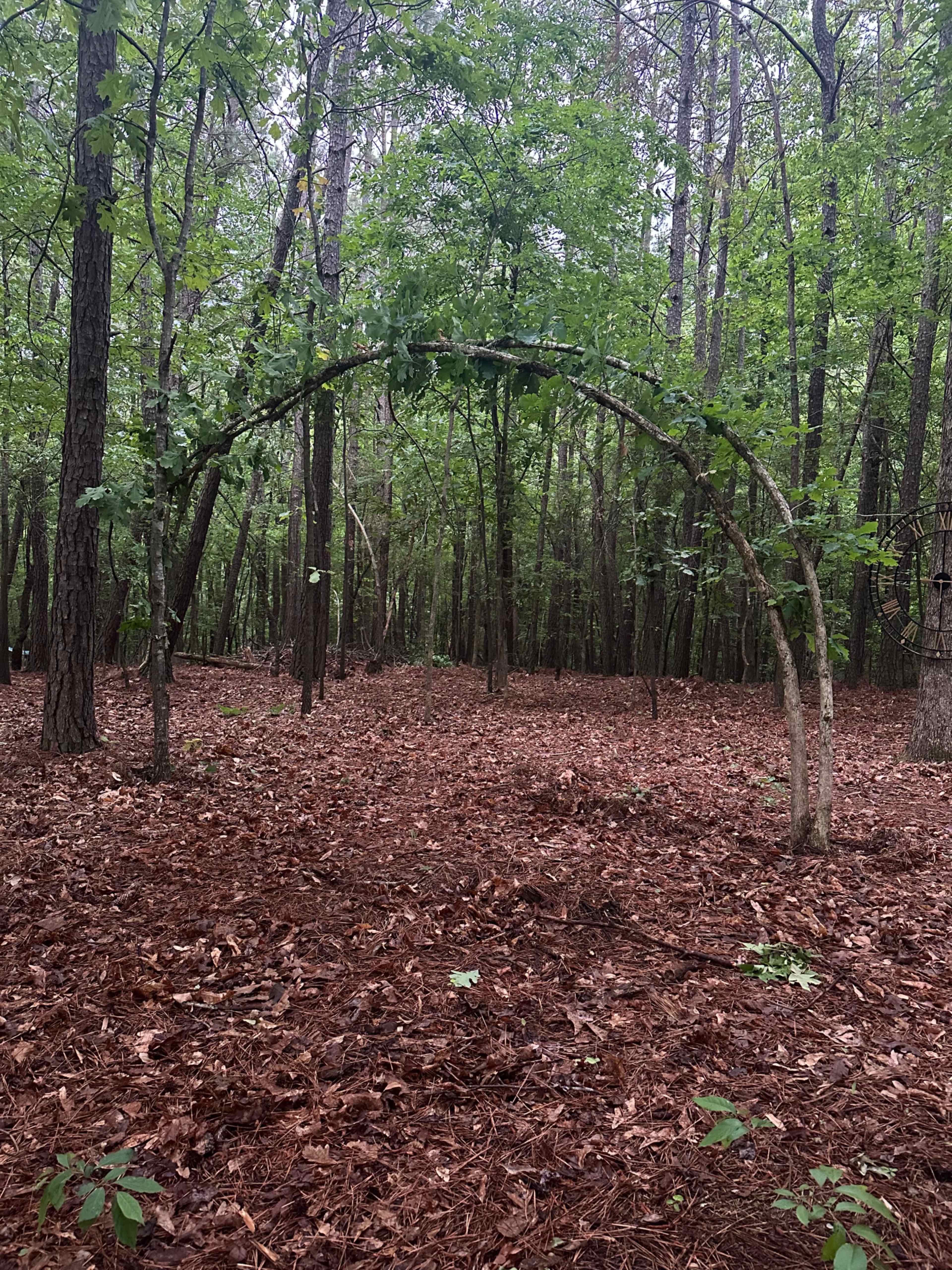 Woodland photo shoot location indoor/outdoor Image in , Buford, GA