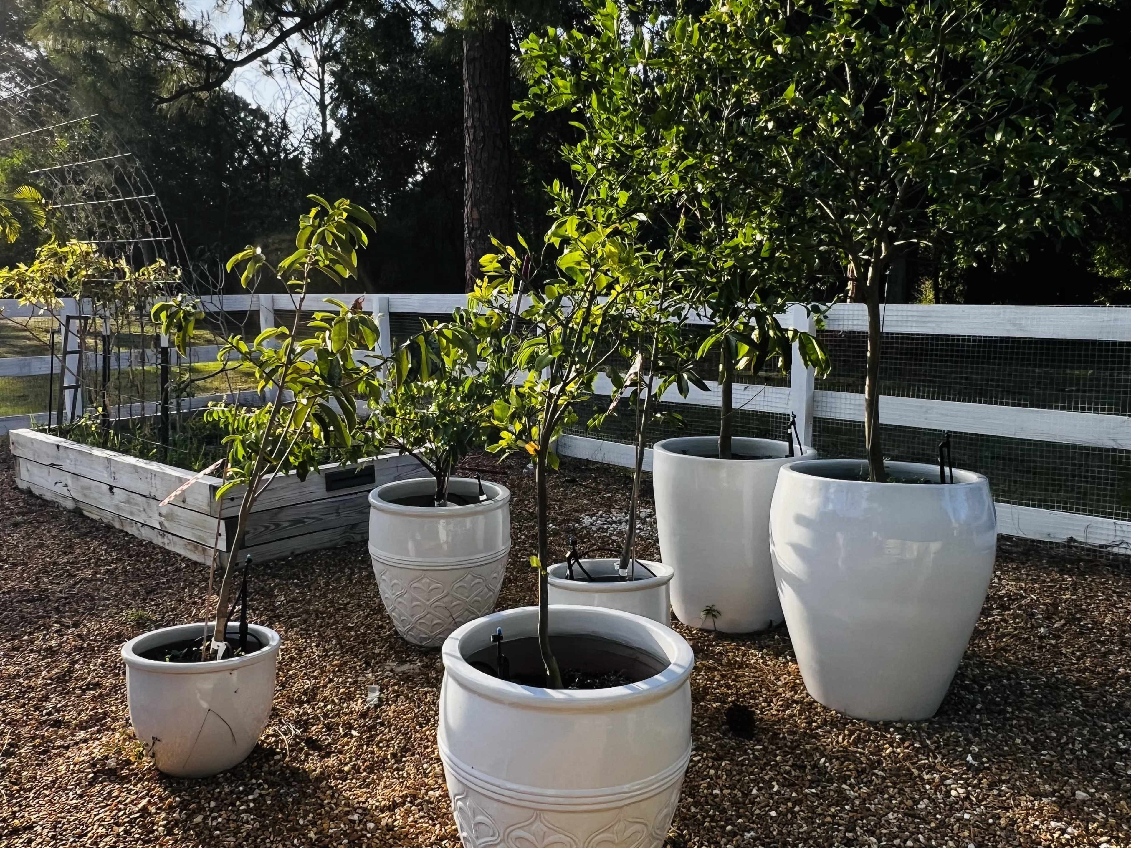 The image features several white plant pots of varying sizes, each containing small trees, arranged on a gravel surface near a wooden garden bed.