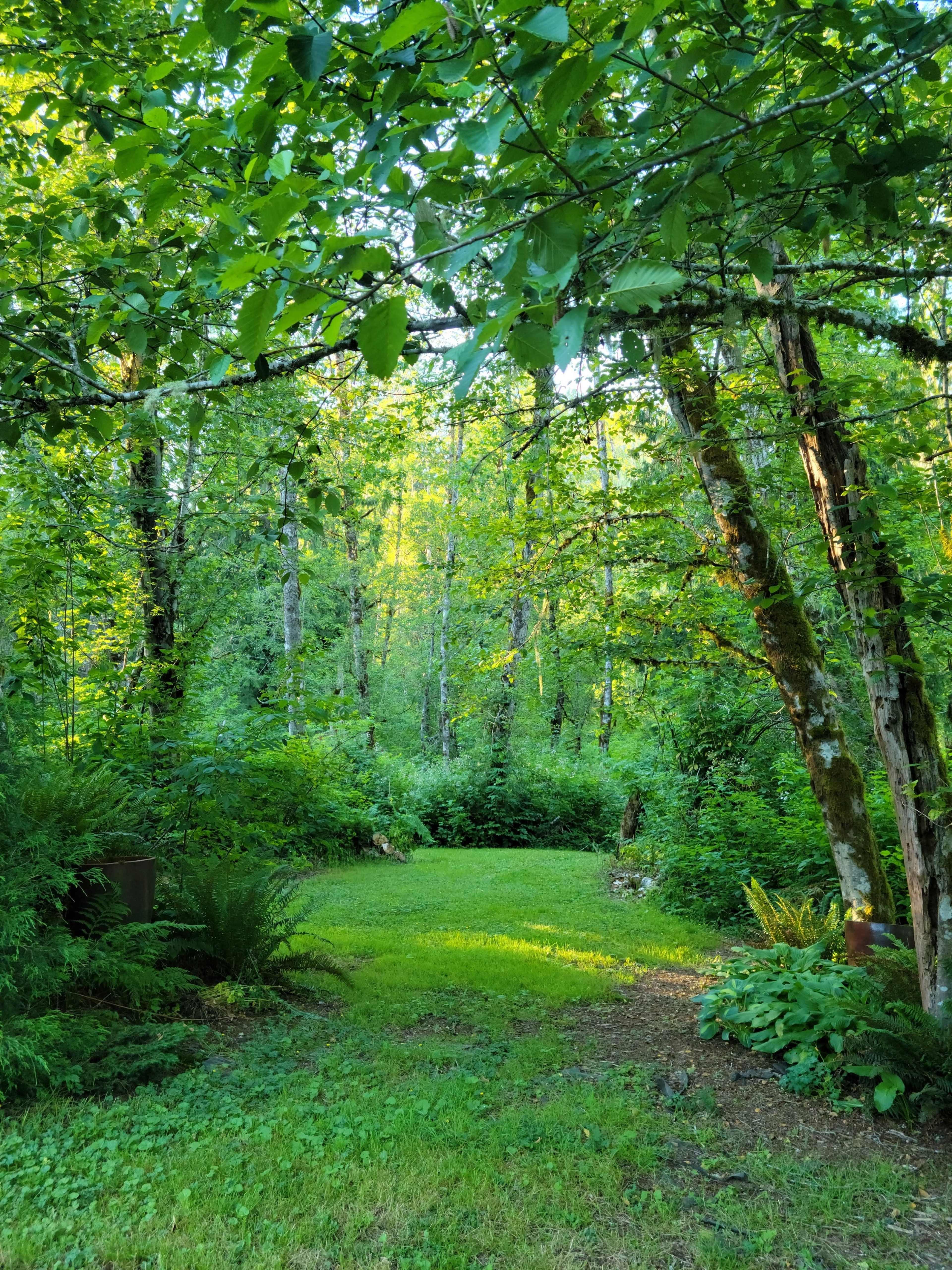 A clear pathway leads through a dense, green forest filled with tall trees and underbrush.