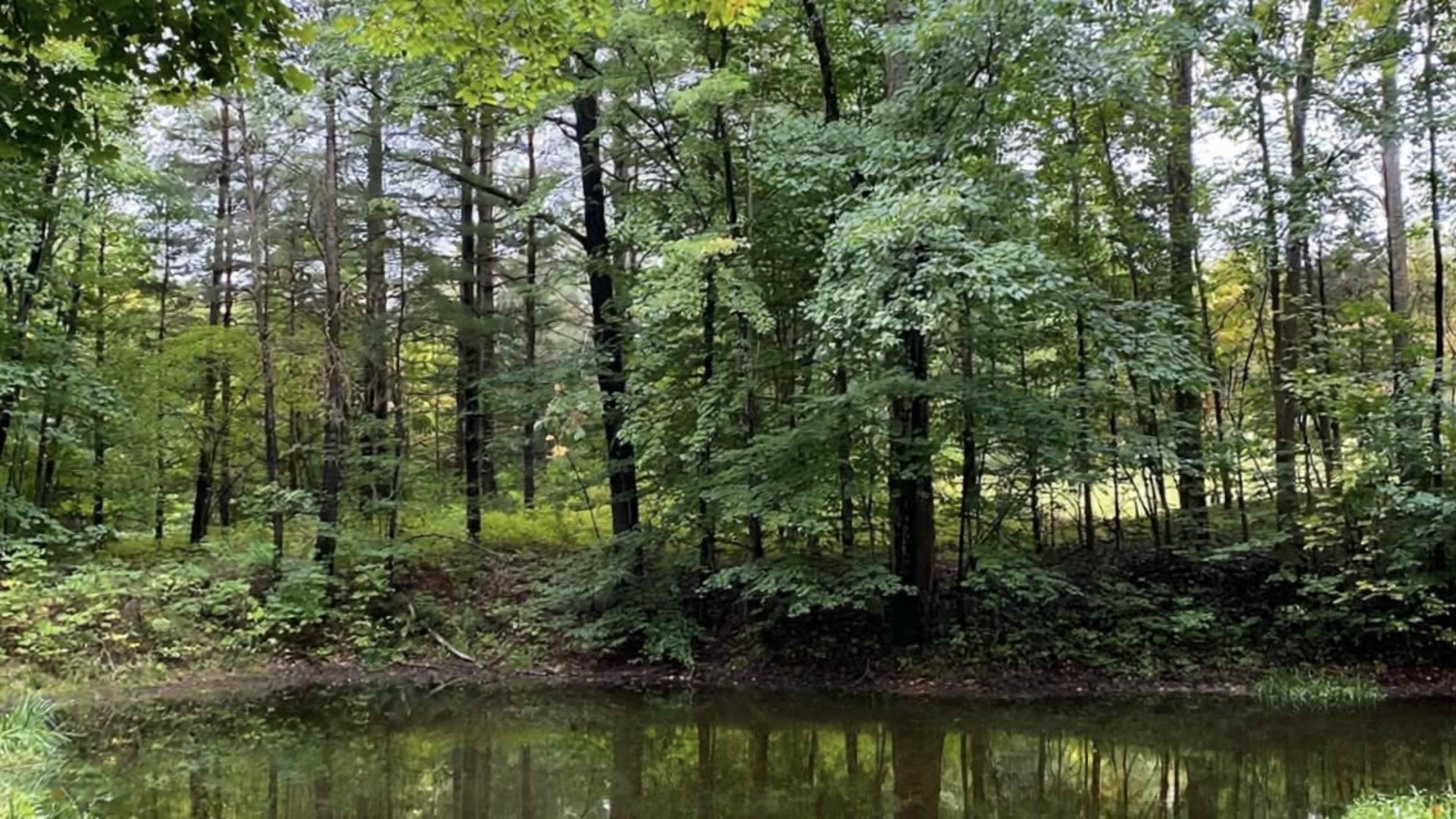 A tranquil pond surrounded by dense greenery and tall trees reflects the natural landscape.