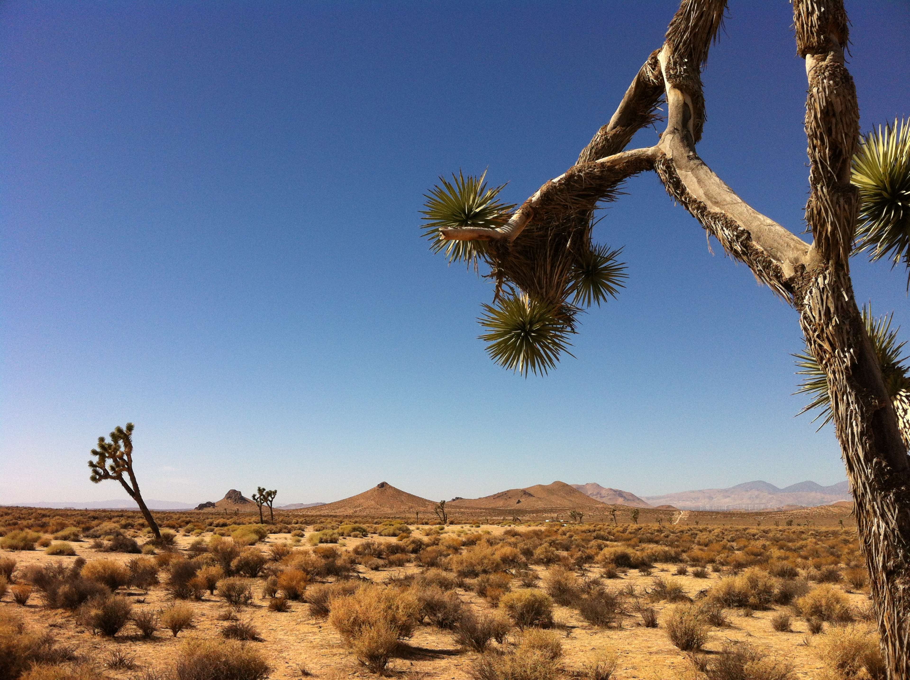 A barren desert landscape features several Joshua trees and distant mountain ranges under a clear blue sky.