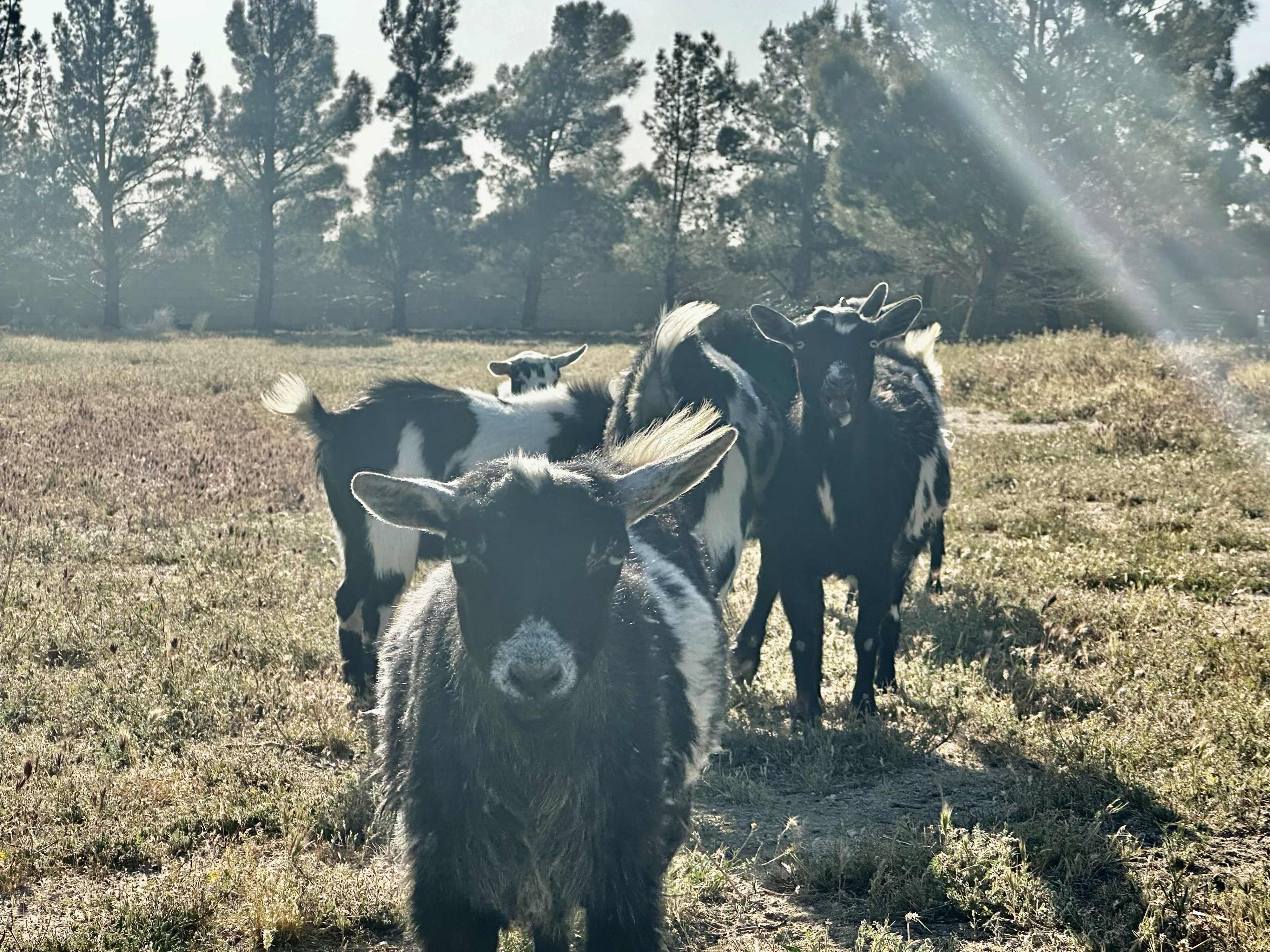 A group of goats stands in a grassy field with trees in the background.