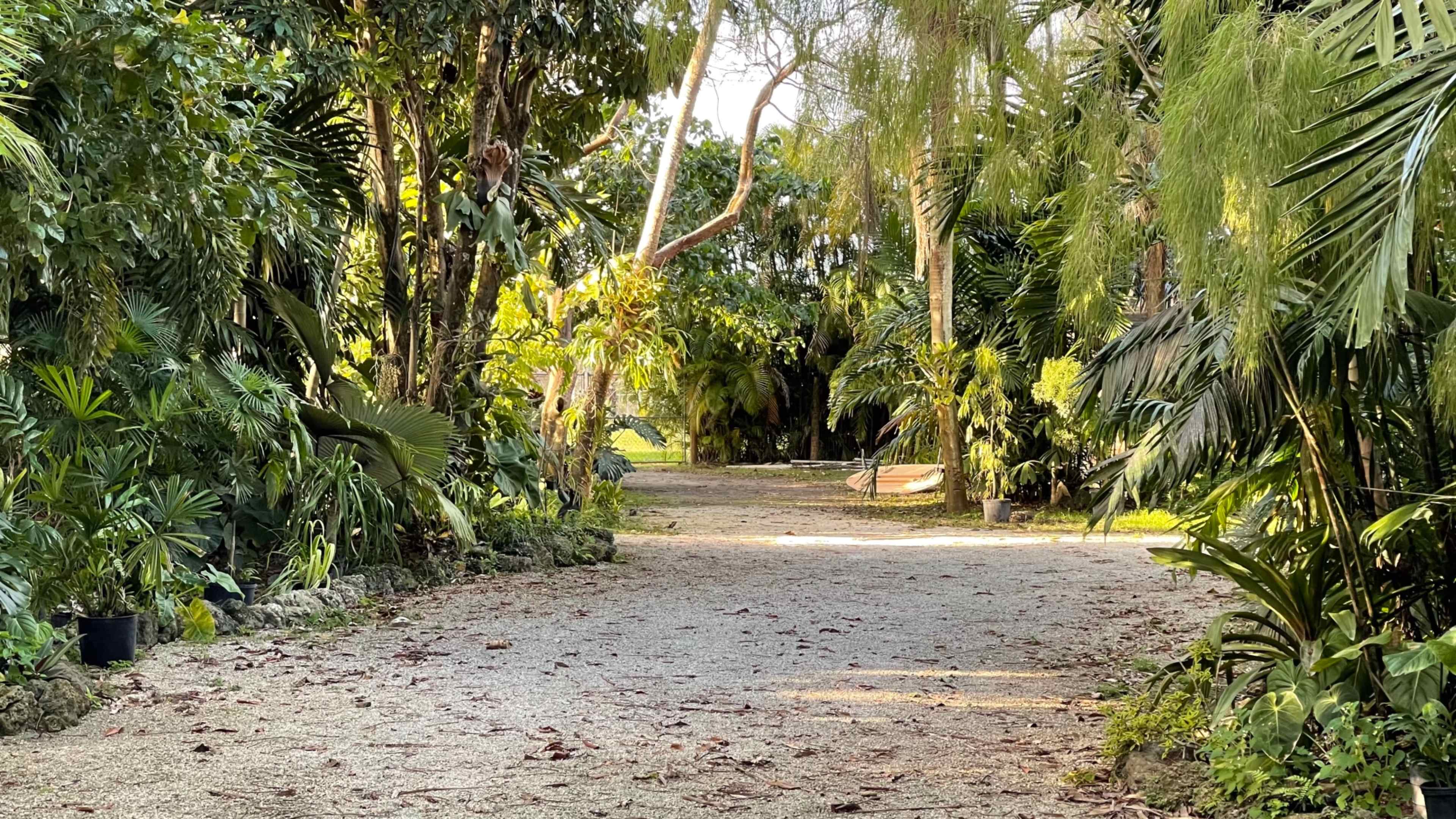 A gravel pathway winds through a lush tropical garden lined with various plants and trees.