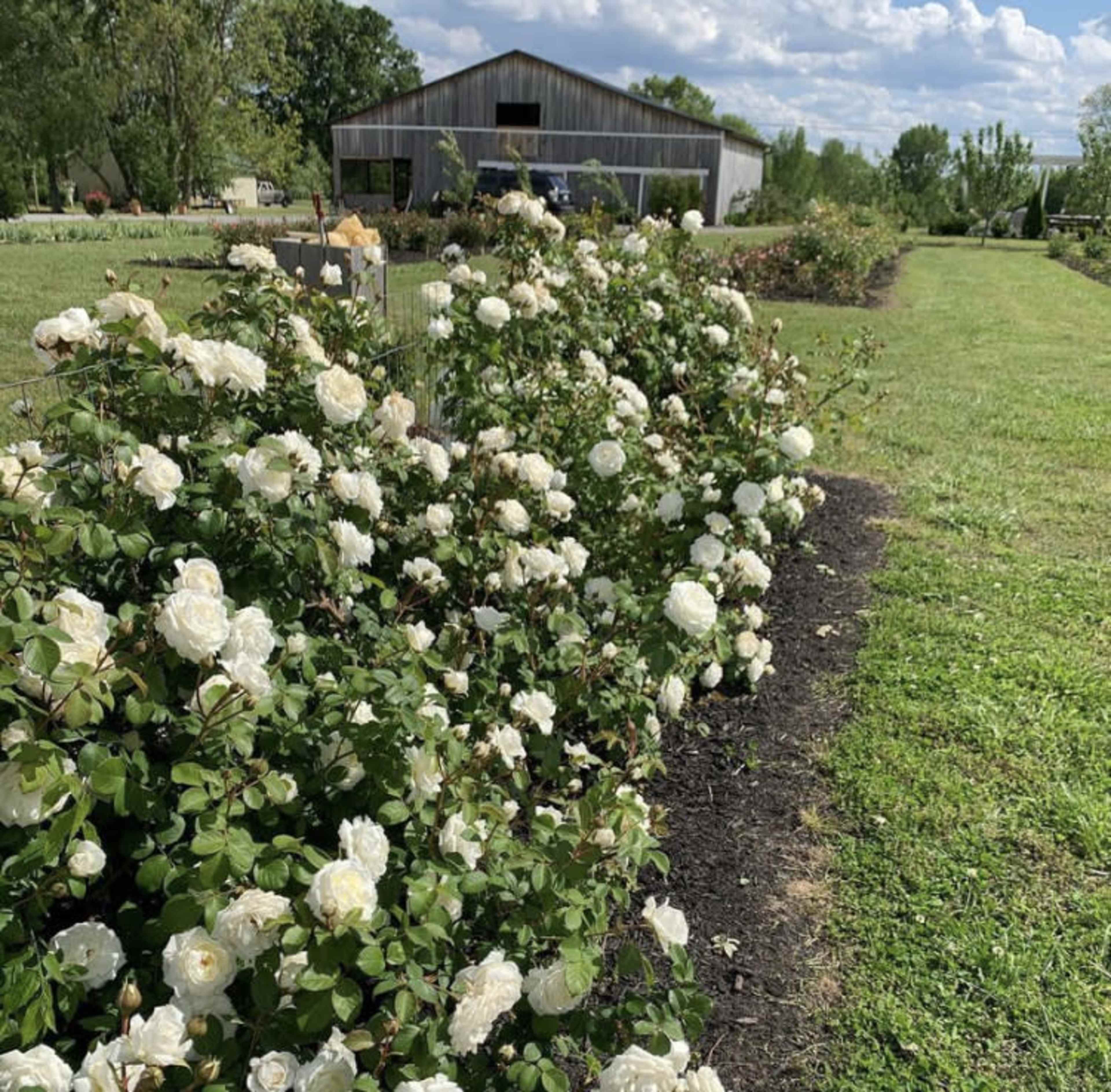 A row of flowering white roses lines a grassy path leading to a metal shed in a garden.