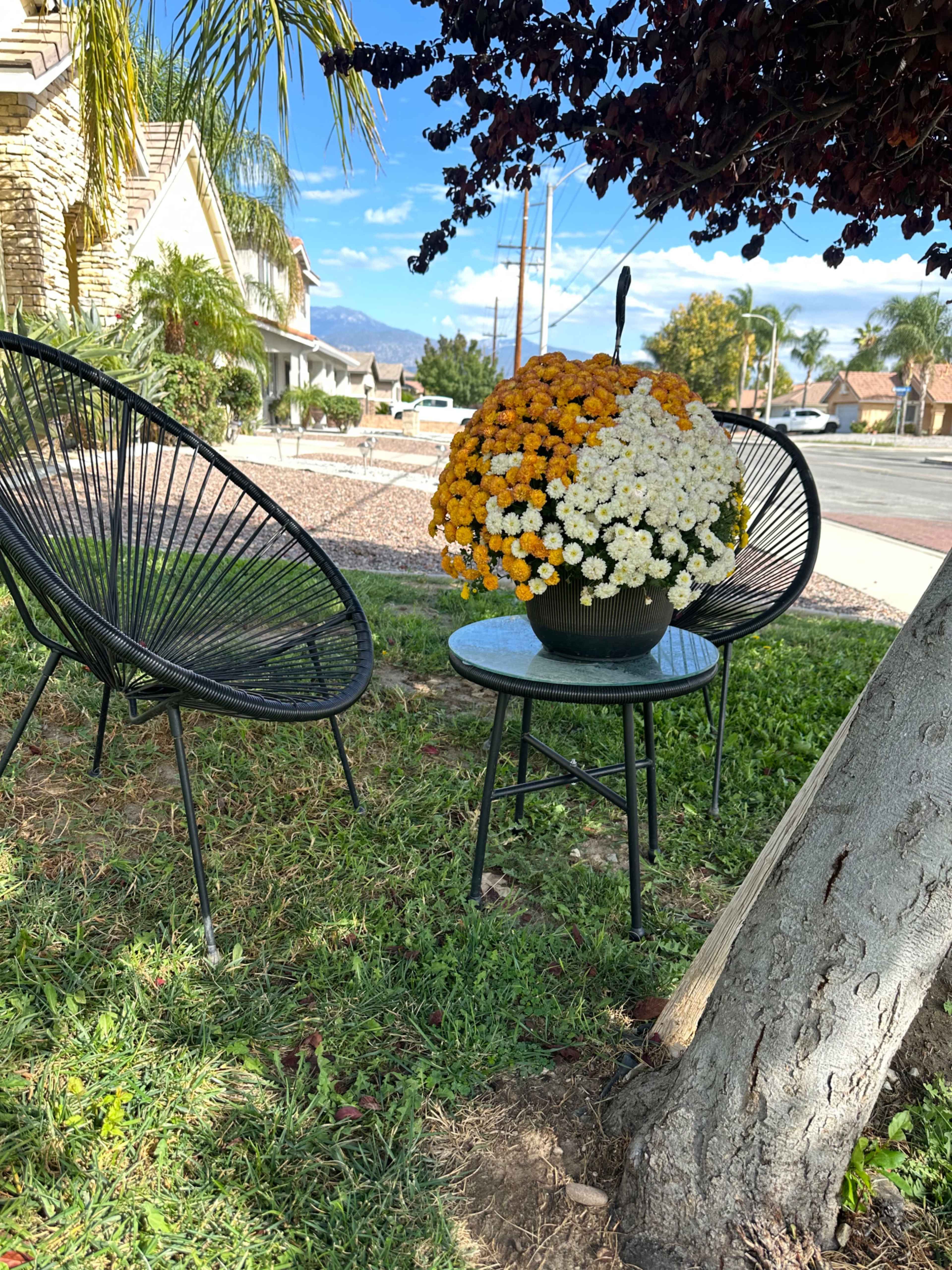 A black table holds a large pot of orange and white flowers beside two black chairs under a tree in a residential area.
