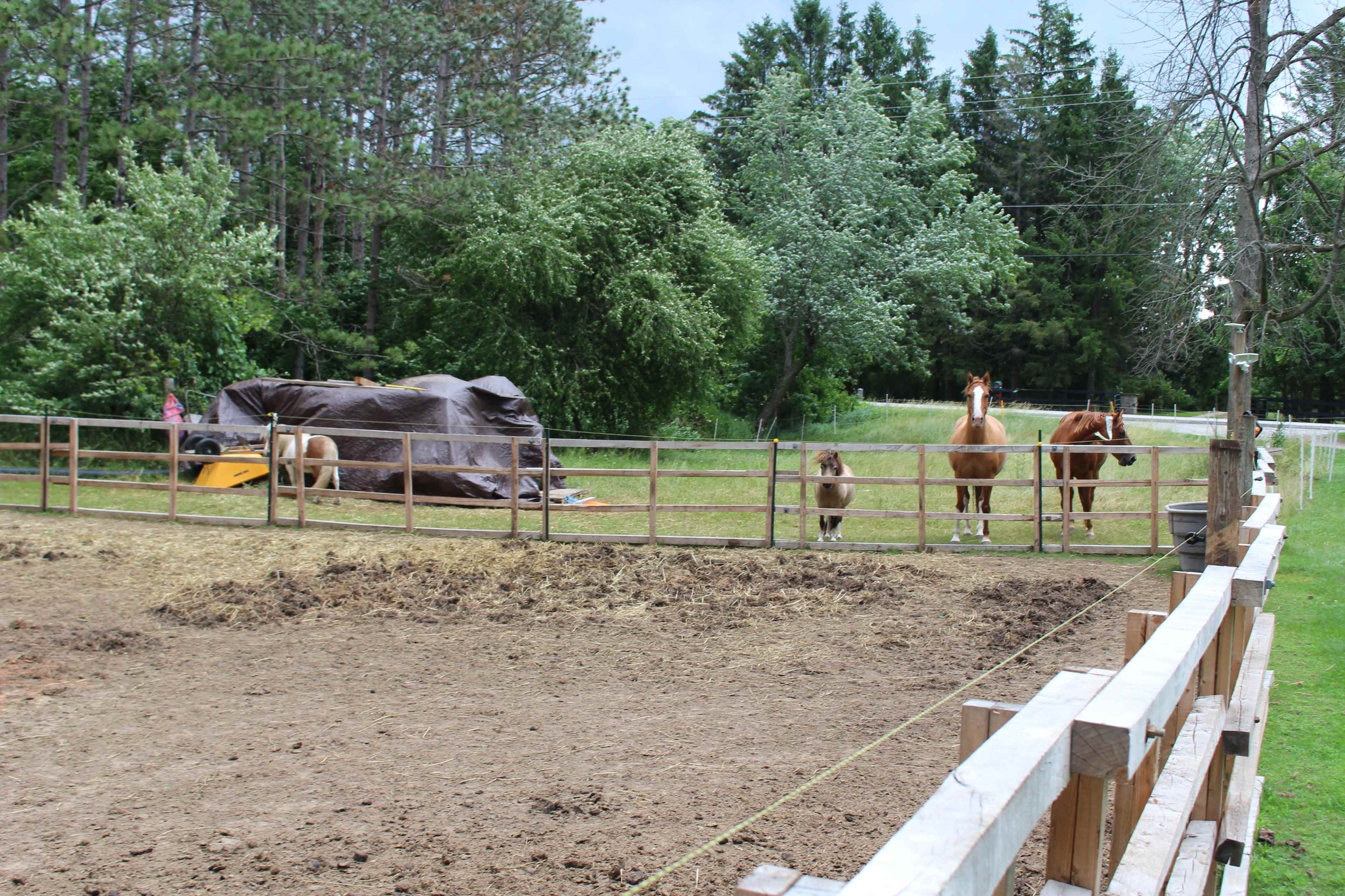 A fenced area with several horses standing near a tarp-covered structure, surrounded by trees and grass.