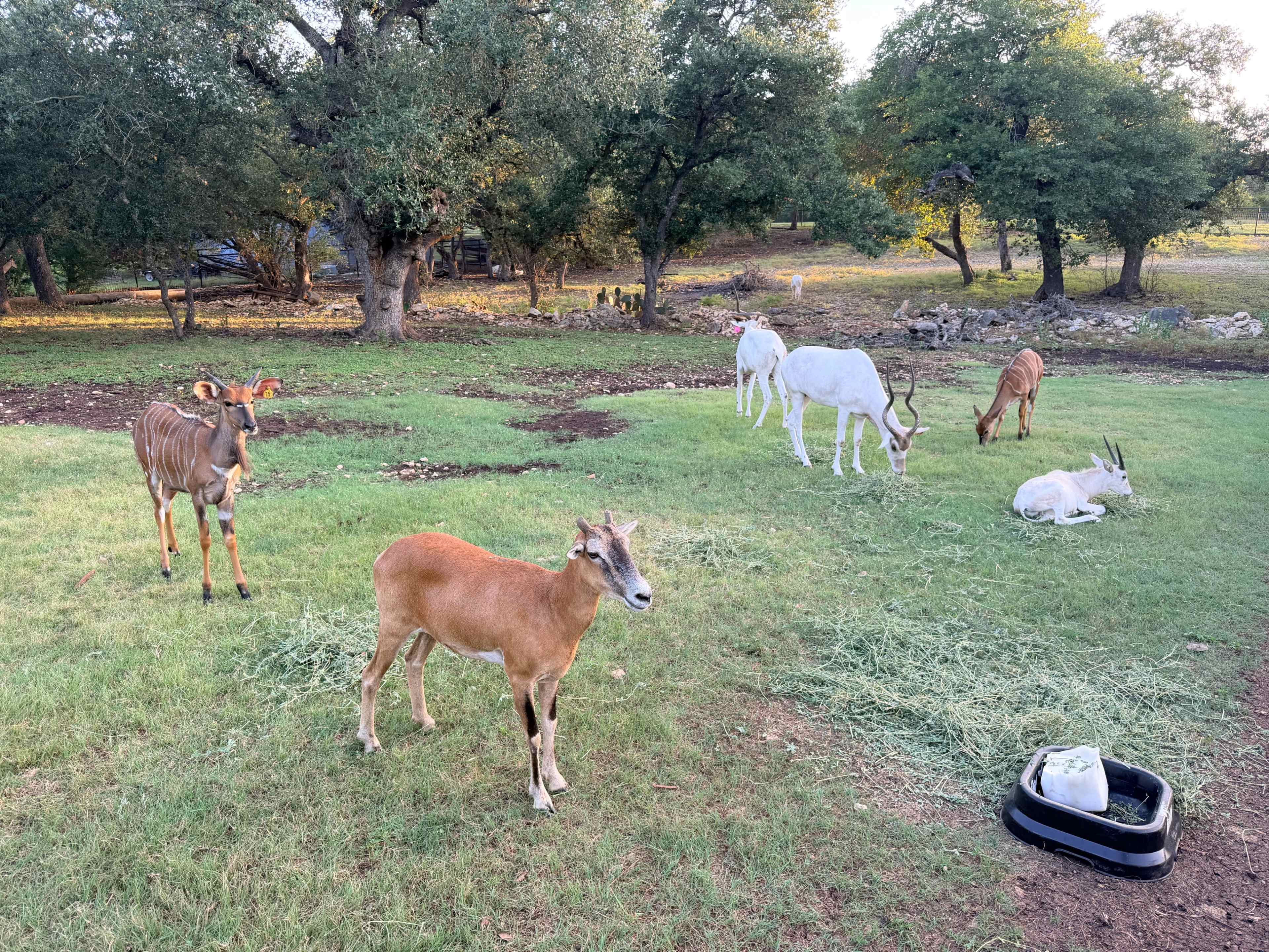 Exotic Texan Escape Image in Timberwood Park, San Antonio, TX