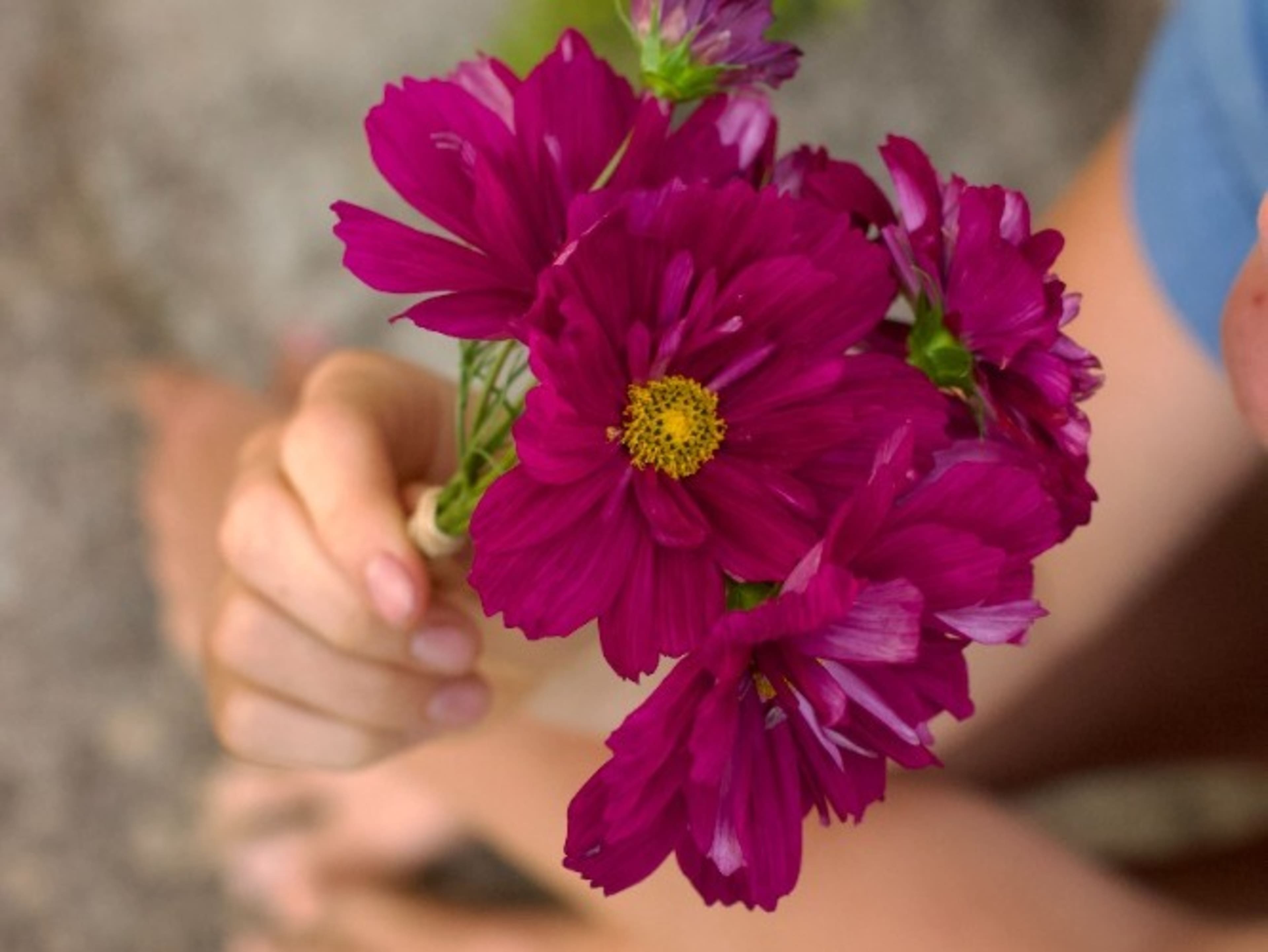 Mini Bouquet of Seasonal Flowers From the Garden 