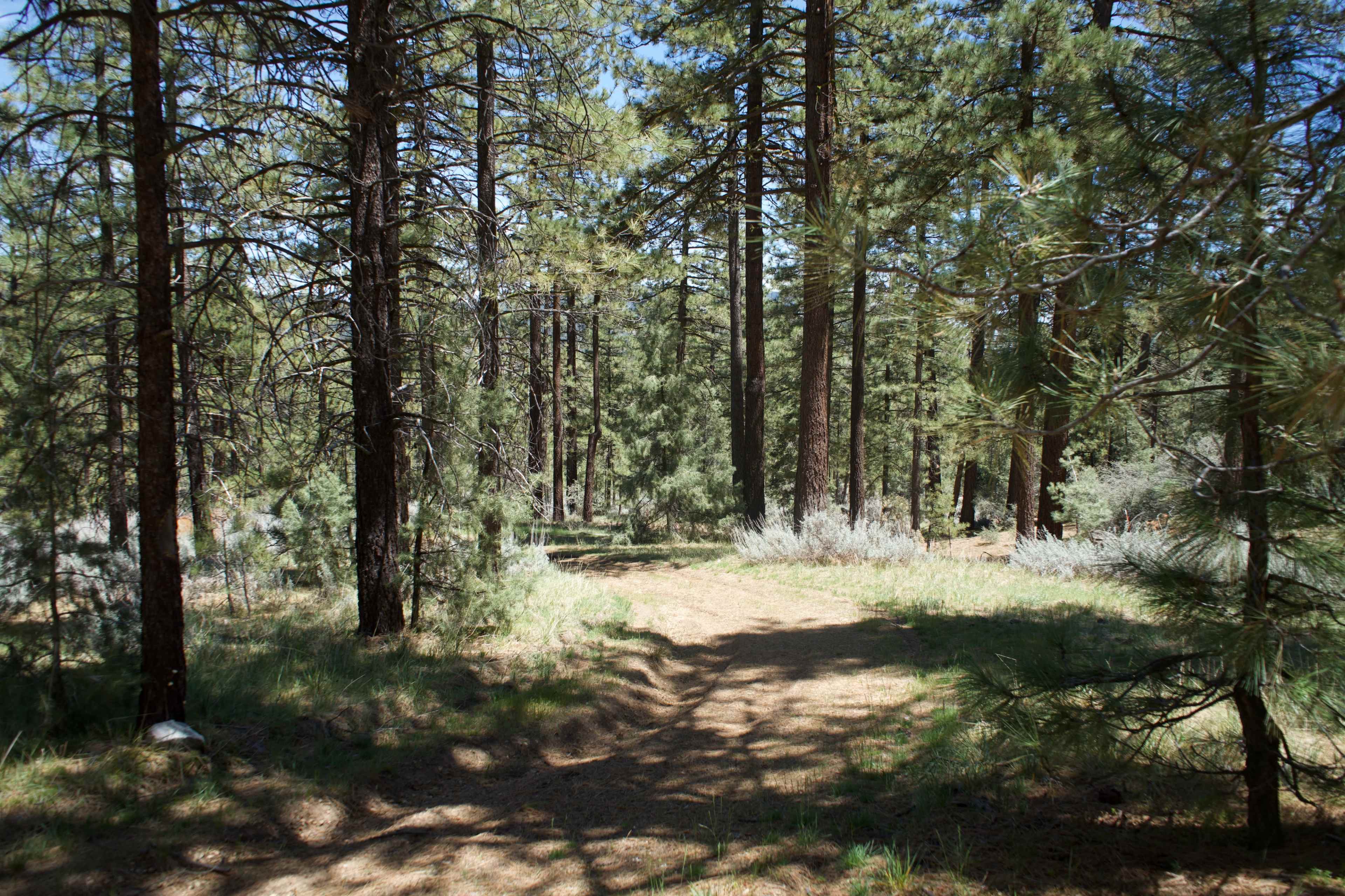 A dirt path winds through a densely wooded area with tall pine trees.