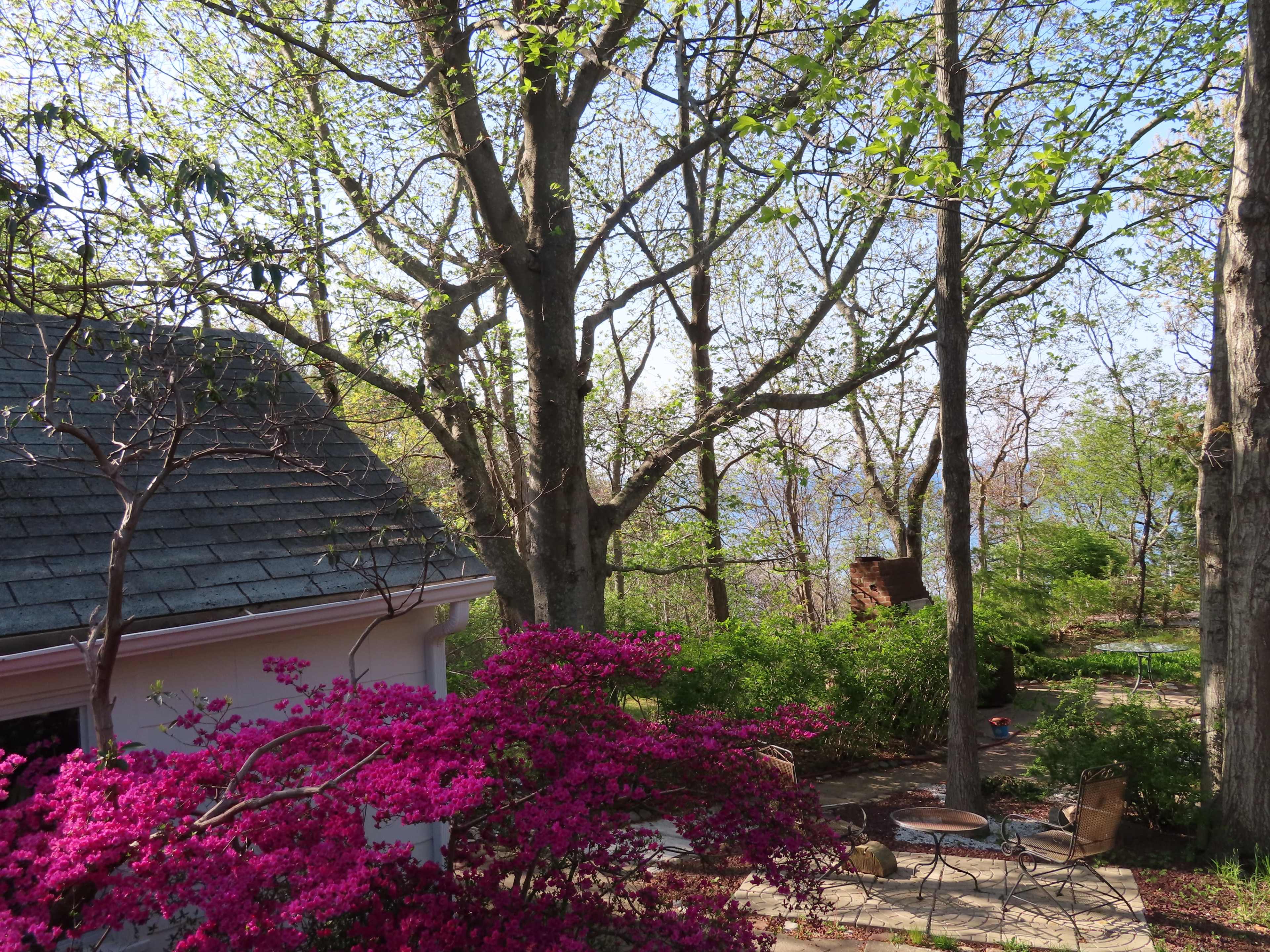 A view of a garden with blooming purple flowers, a house with a sloped roof, and trees overlooking a body of water in the background.