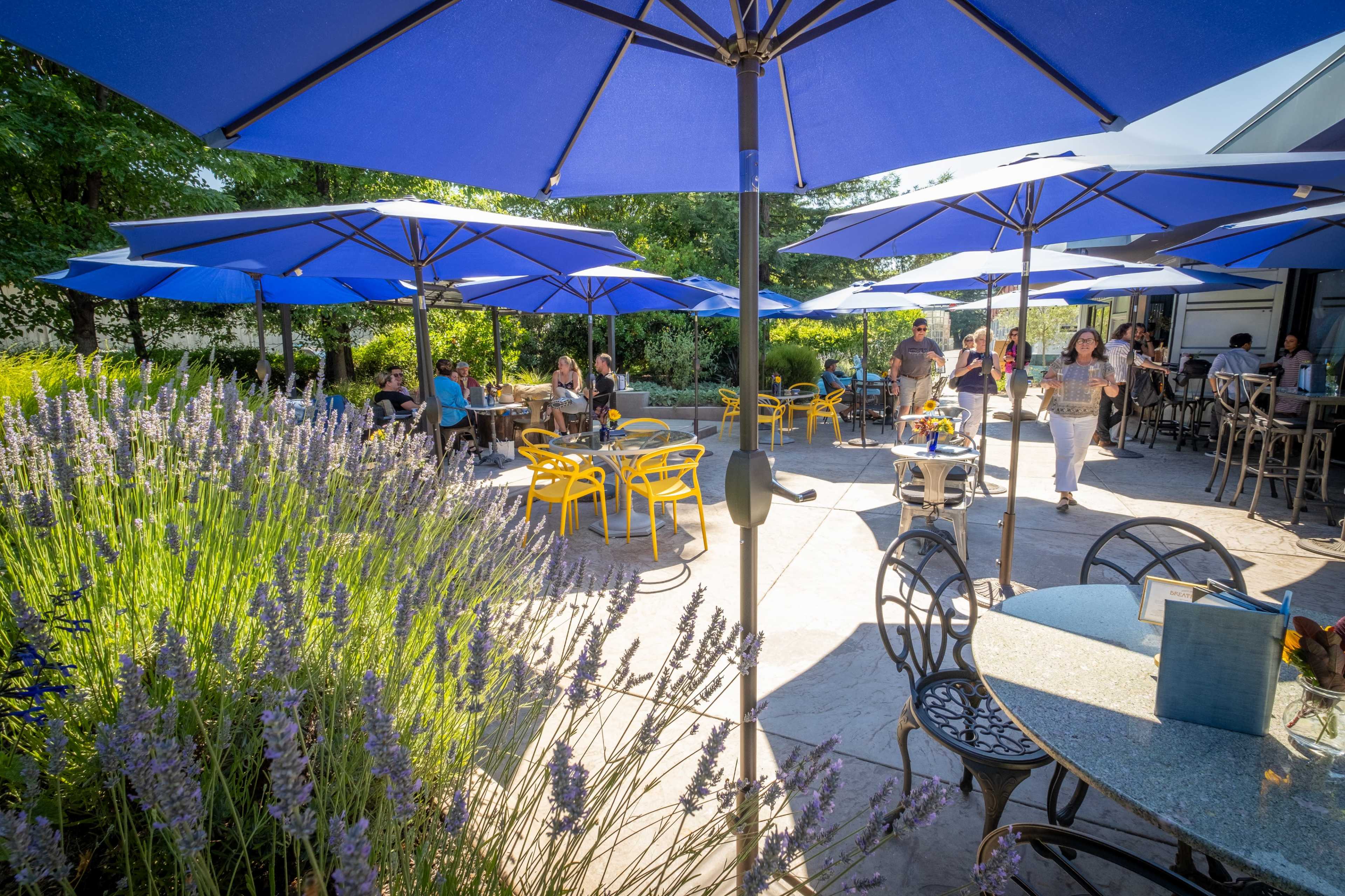 A patio with blue umbrellas and yellow chairs is surrounded by lavender plants and filled with people dining and socializing.