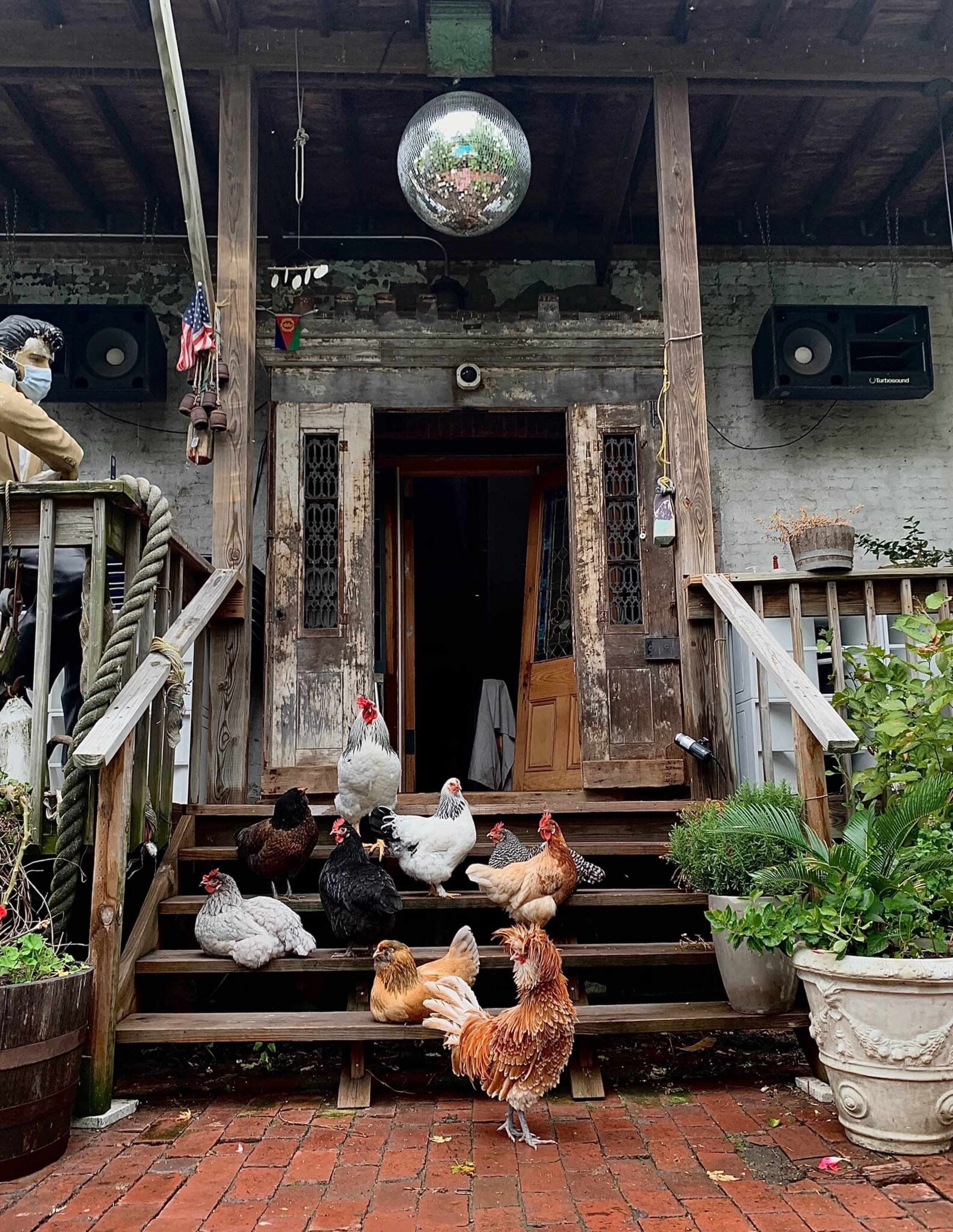 A group of chickens gathers on the steps of a rustic wooden porch leading to an open door.