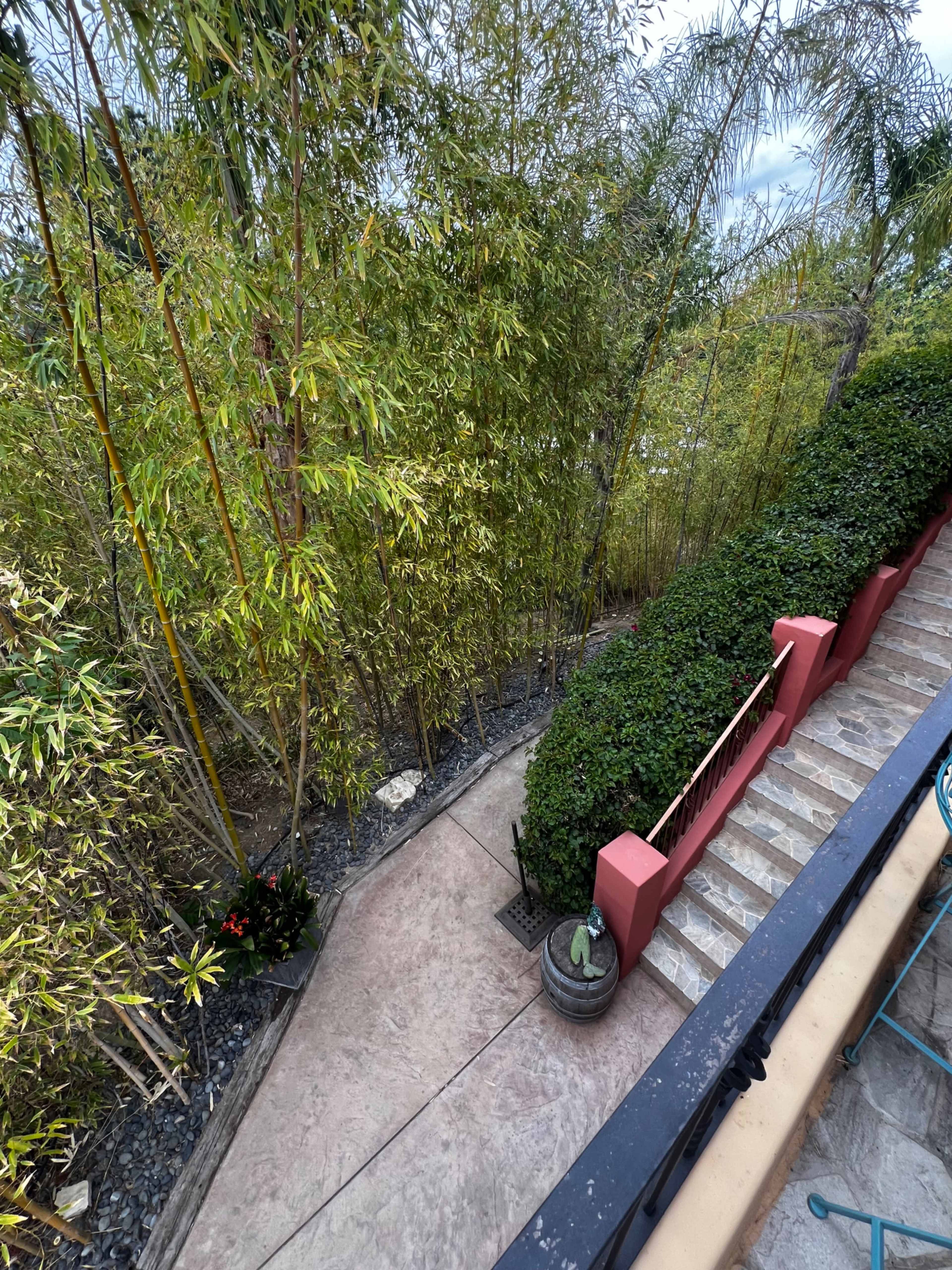 A curved pathway lined with greenery leads through tall bamboo and shrubs.
