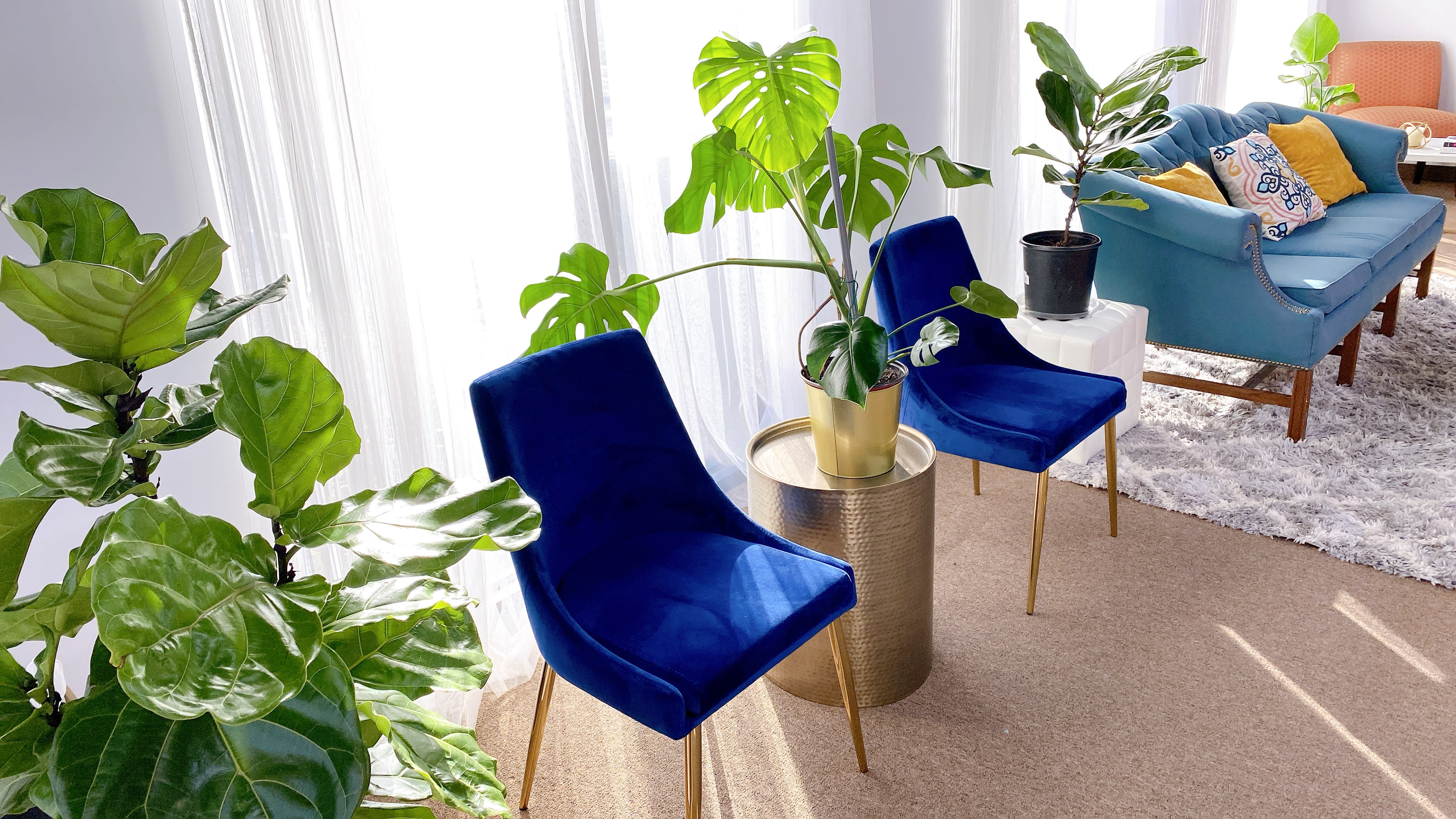 Two blue velvet chairs beside a golden side table with a potted plant, surrounded by various indoor plants in a brightly lit living room.