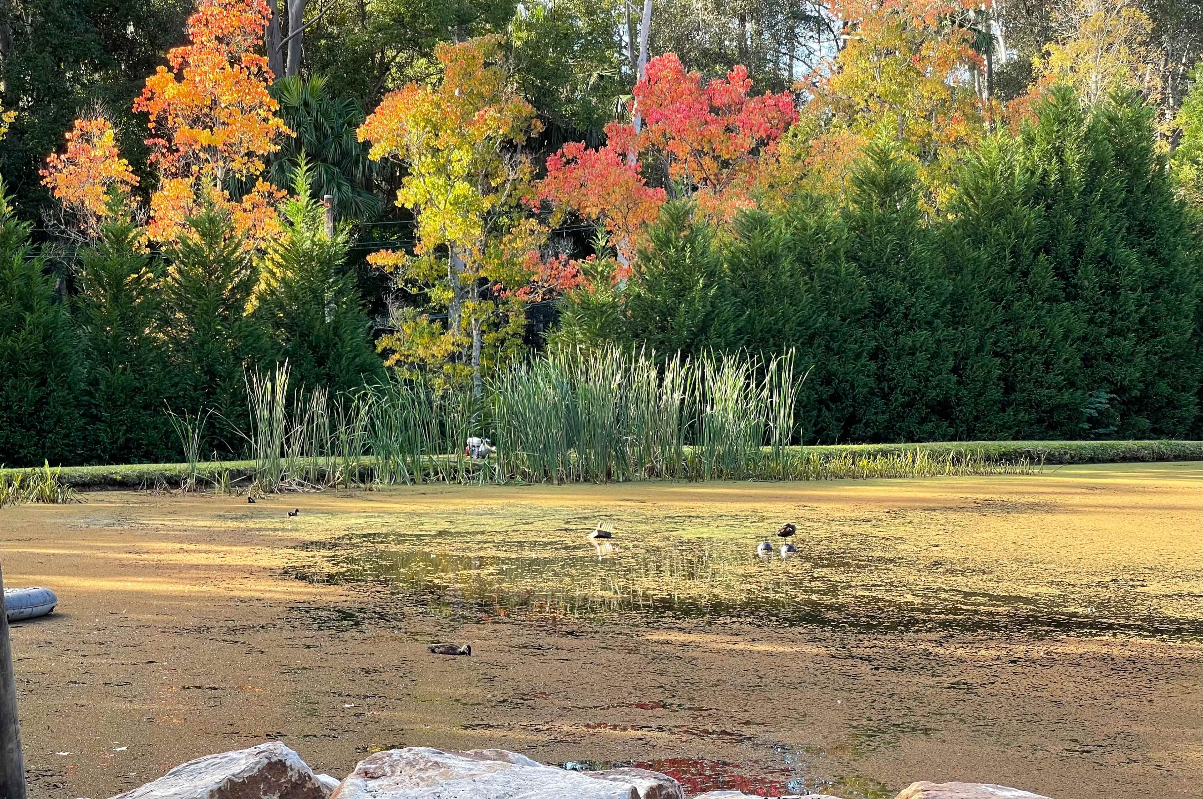 The image shows a pond surrounded by tall grass and trees, with autumn foliage in shades of red and orange reflecting off the water's surface.