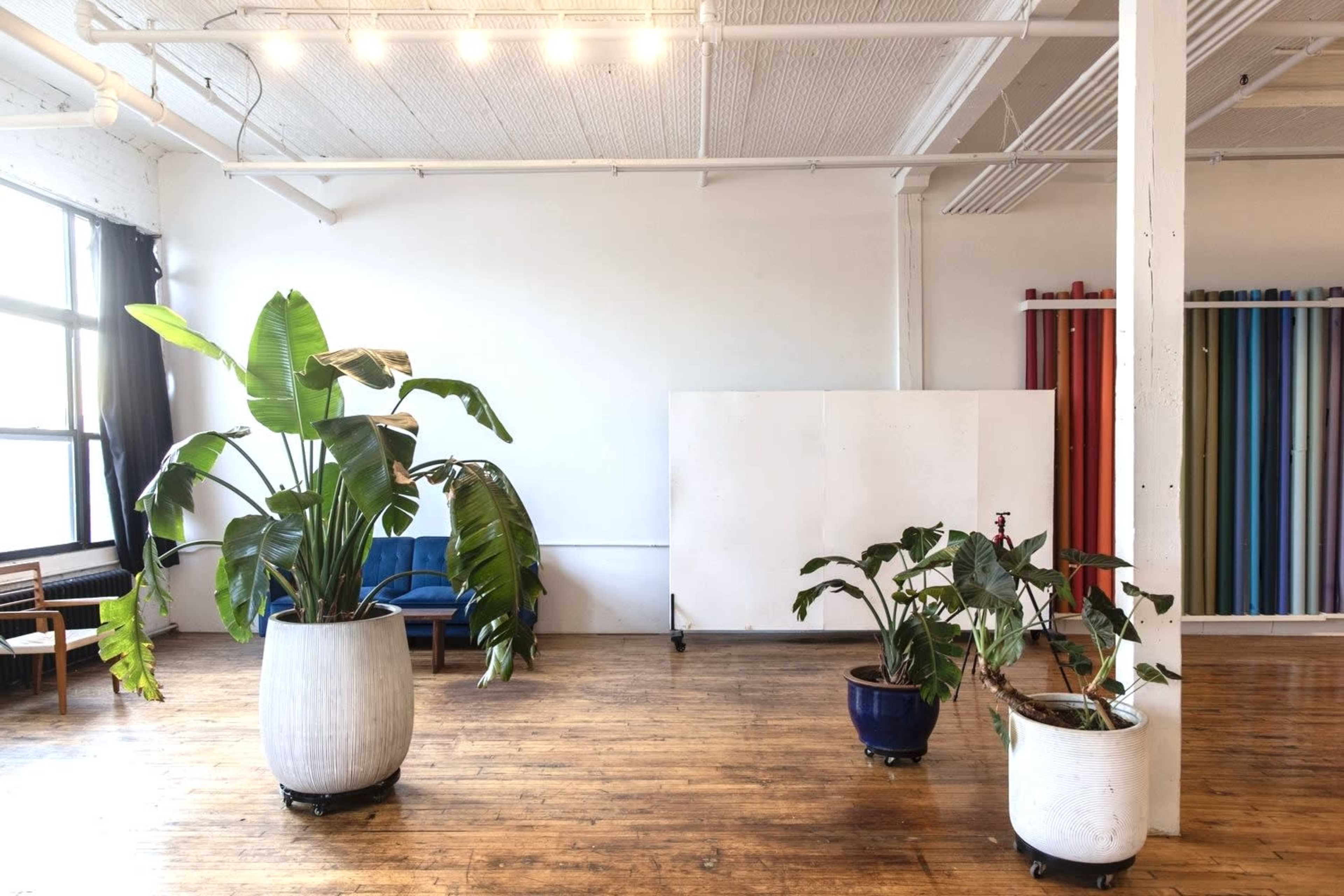 The image shows a spacious, minimalist room with wooden flooring, featuring large potted plants and a blue couch in the corner.