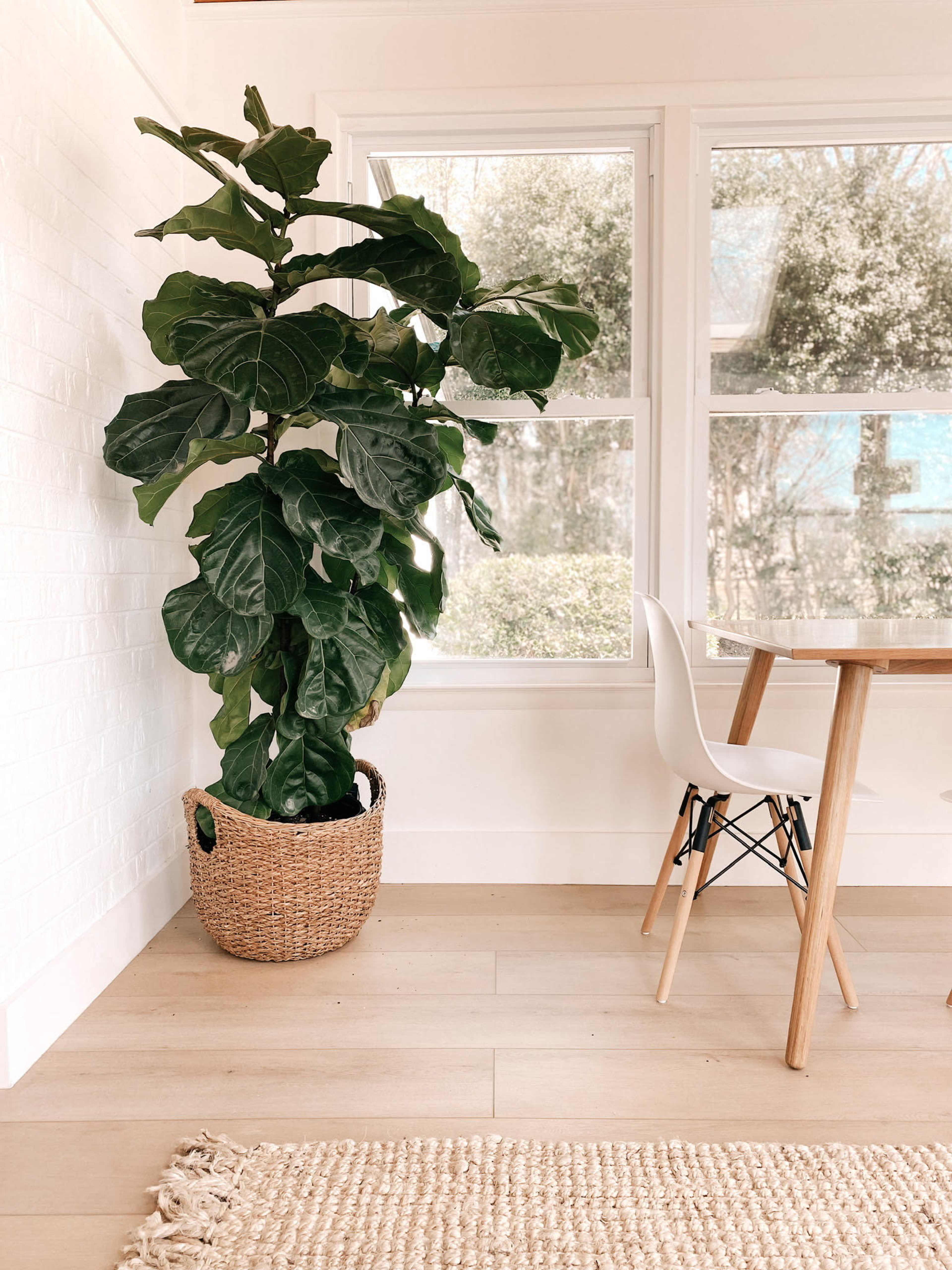 A tall fiddle leaf fig plant in a woven basket stands next to a table and chair in a bright room with large windows.