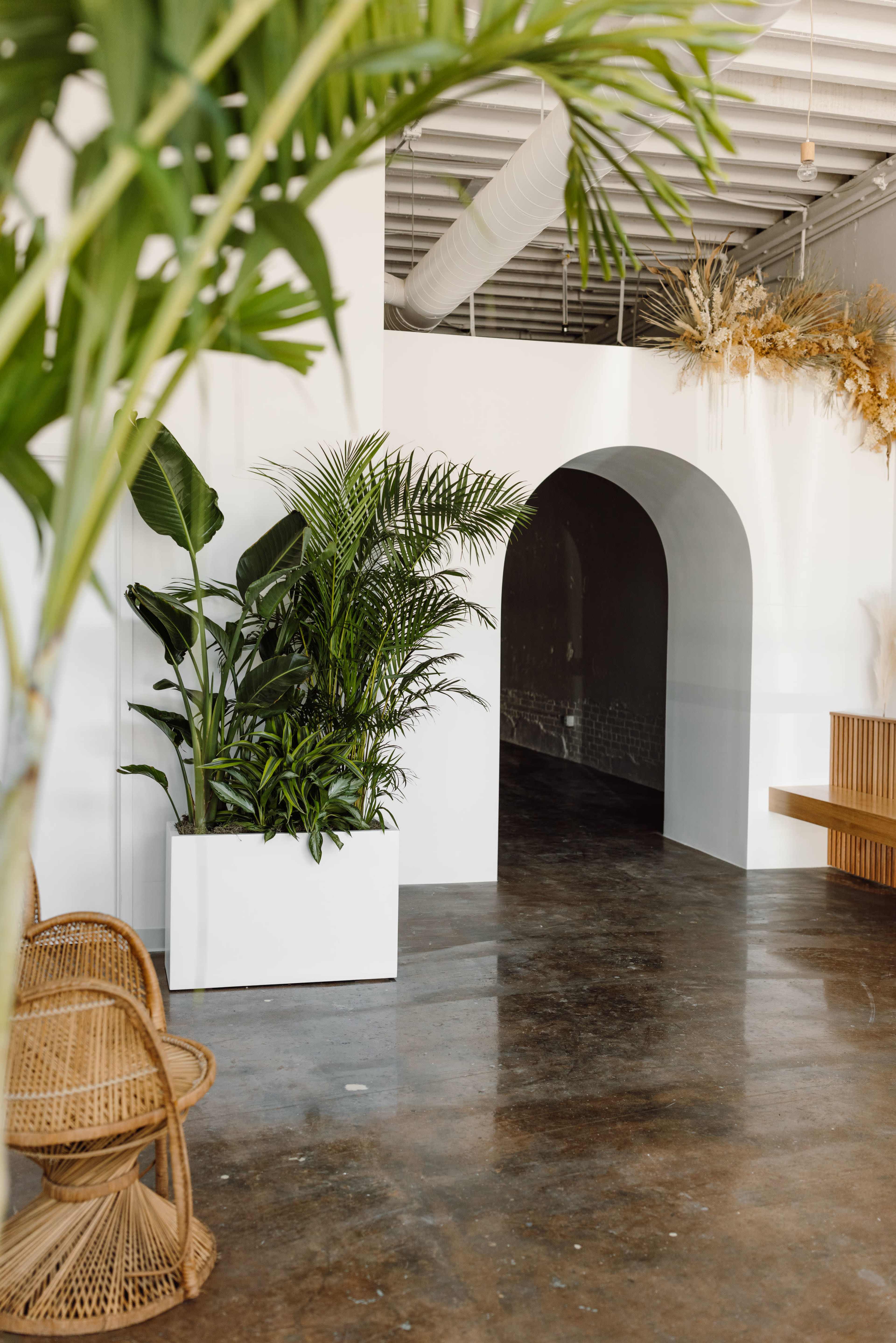 A modern indoor space with a large potted plant in a white planter, an arched doorway in the background, and a wooden bench along the side.