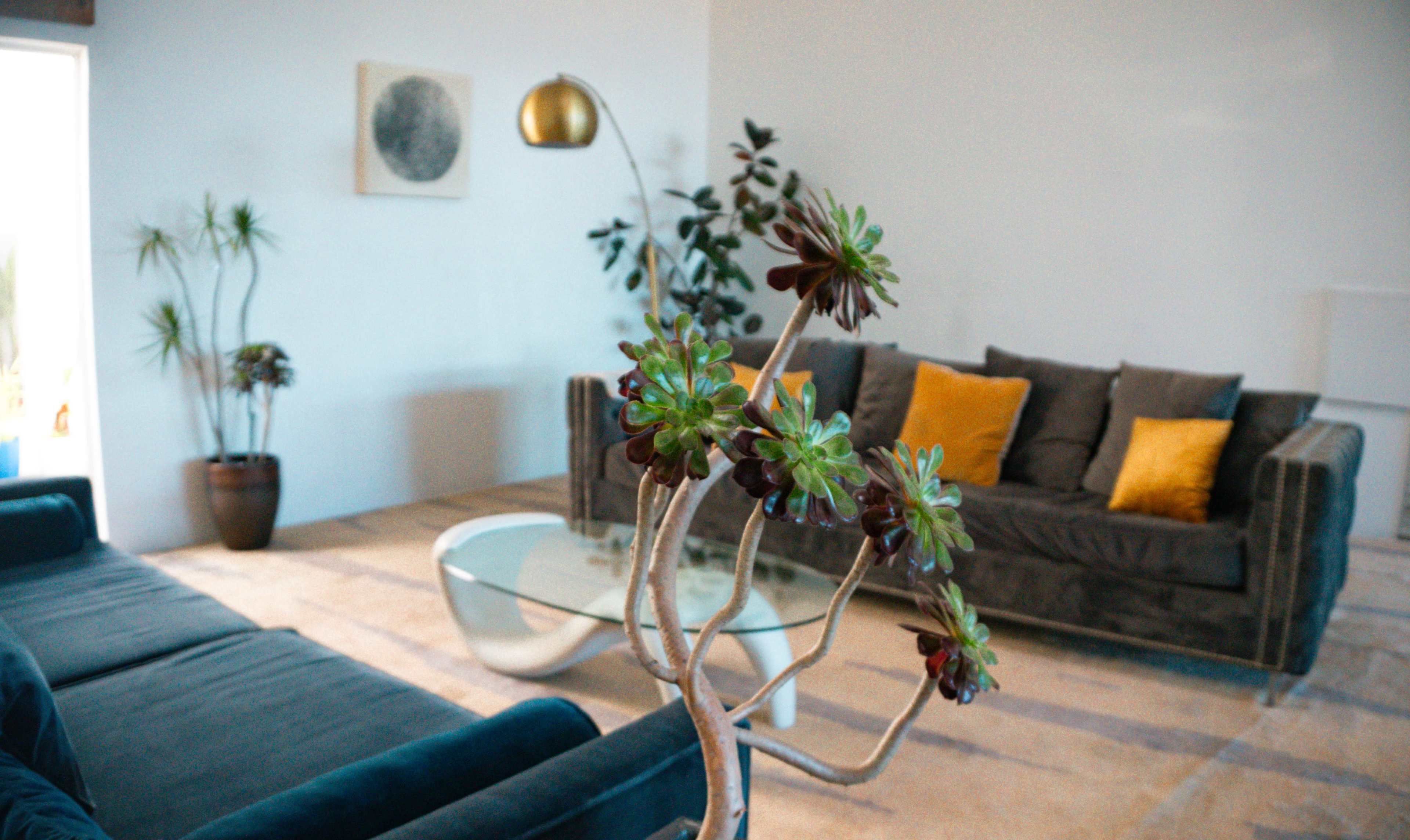 The image shows a modern living room with a gray sofa, a glass coffee table, and potted plants in a well-lit space.