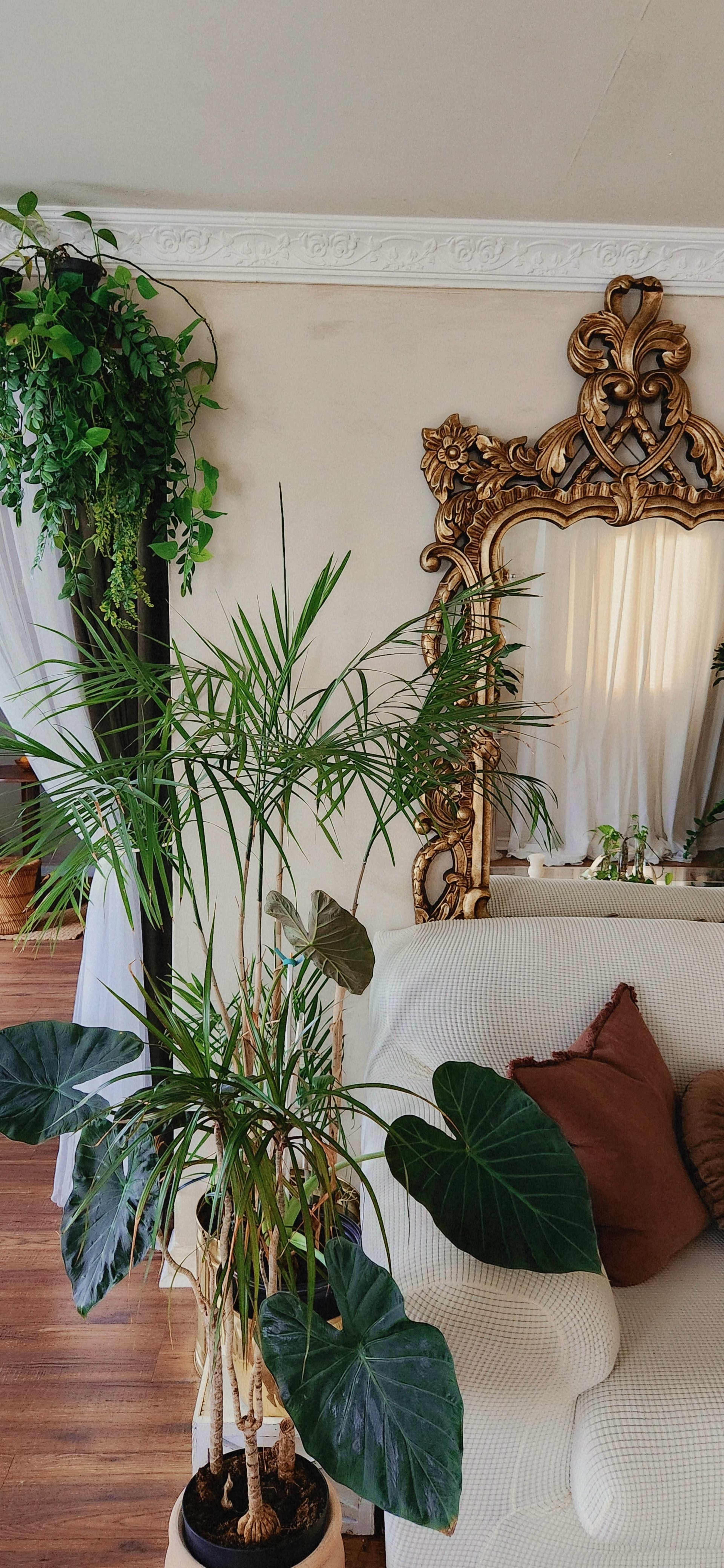 The image features a well-lit interior with a large, decorative mirror above a sofa and various potted plants, including one with broad leaves.