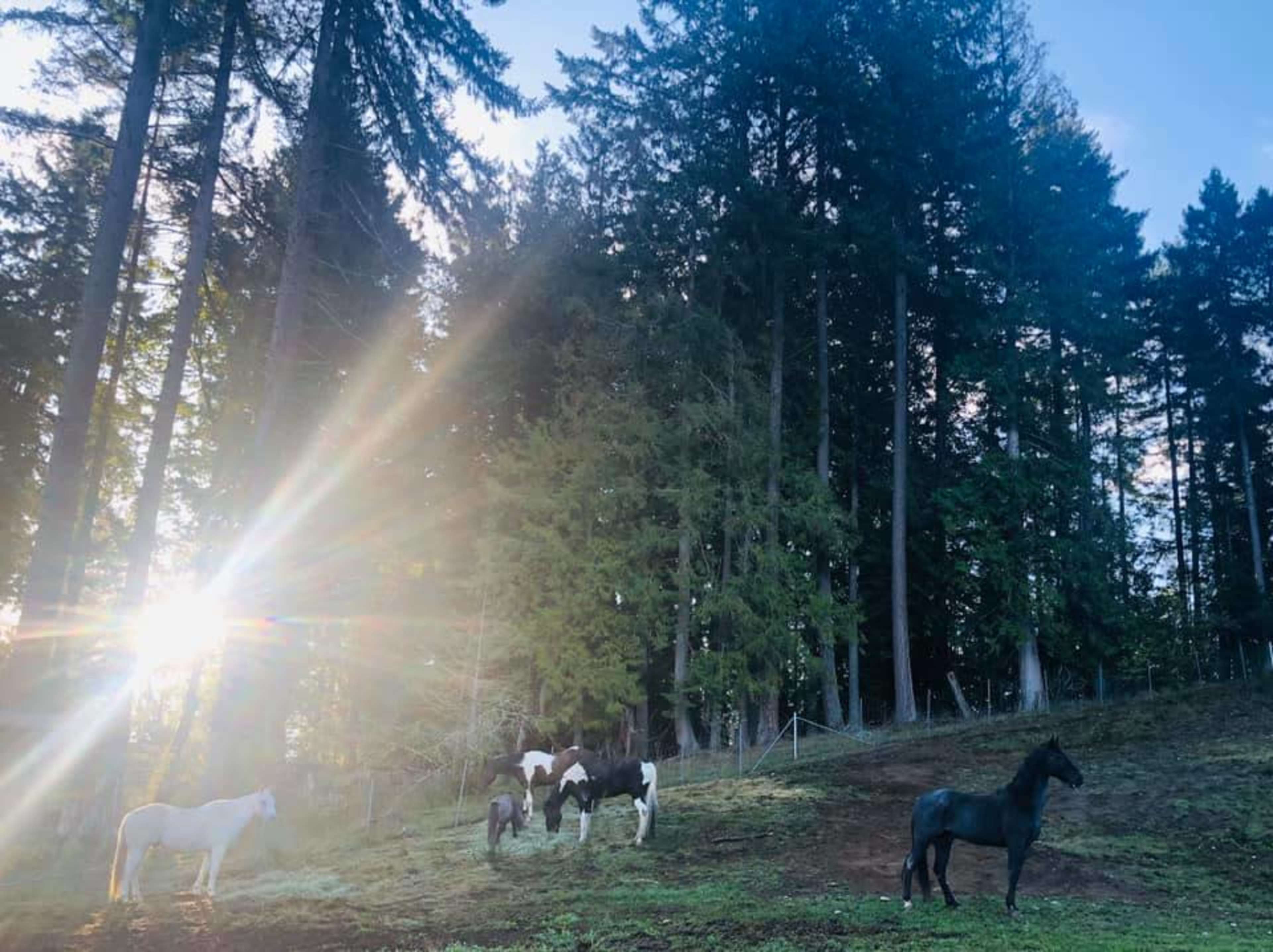 Four horses graze near a tree line, with sunlight filtering through the trees in the background.