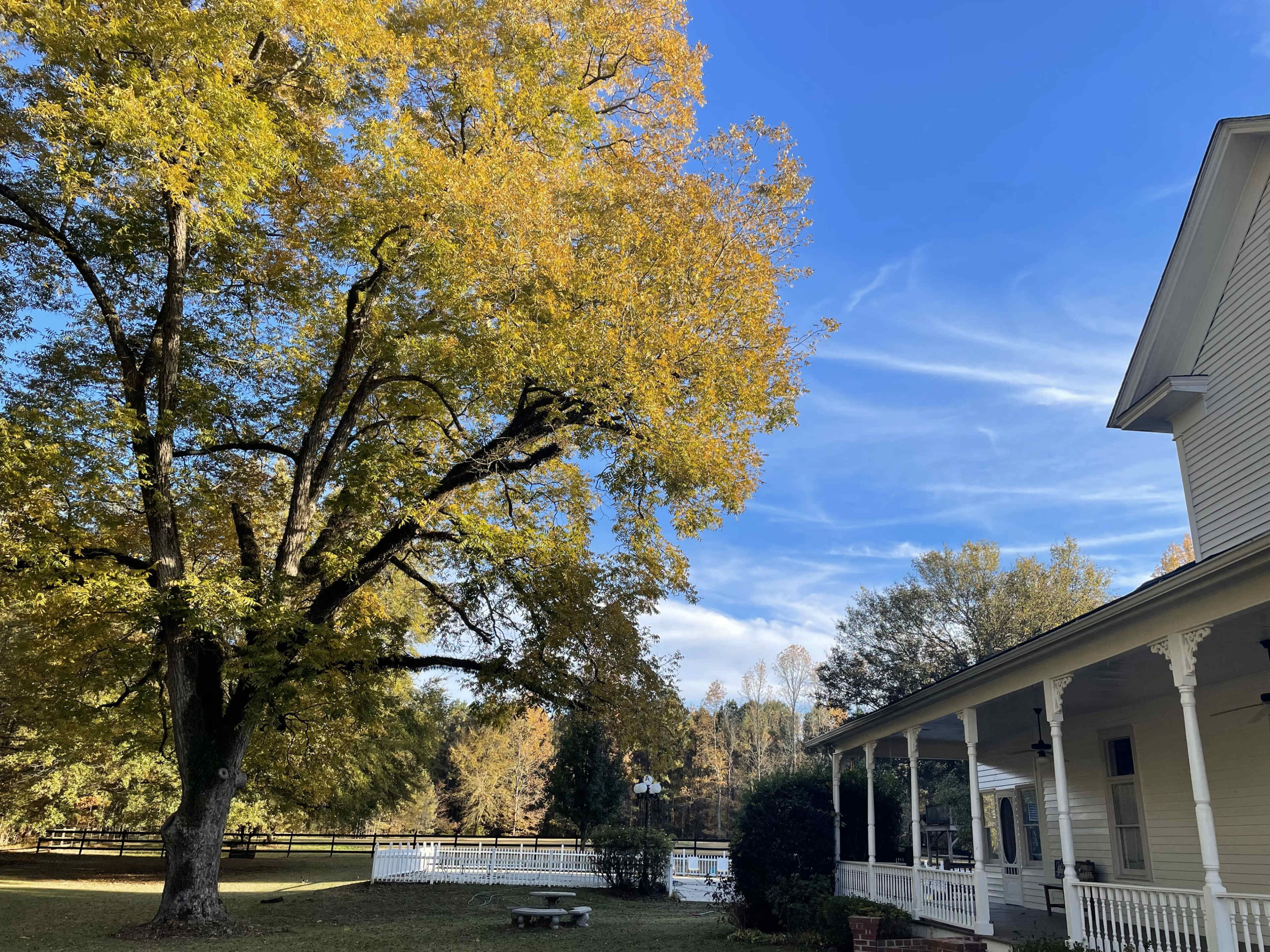 A large tree with yellow leaves stands next to a white house with a porch, under a blue sky.