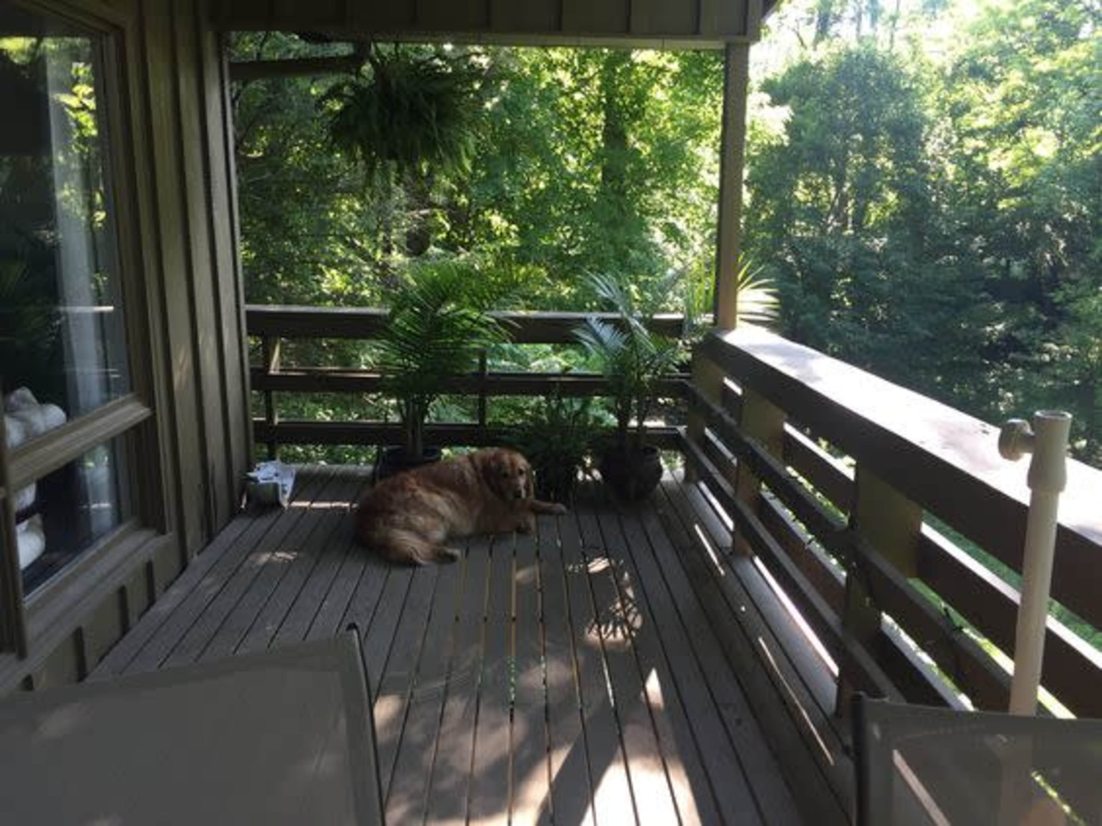 A golden retriever lies on a wooden deck surrounded by potted plants and trees.