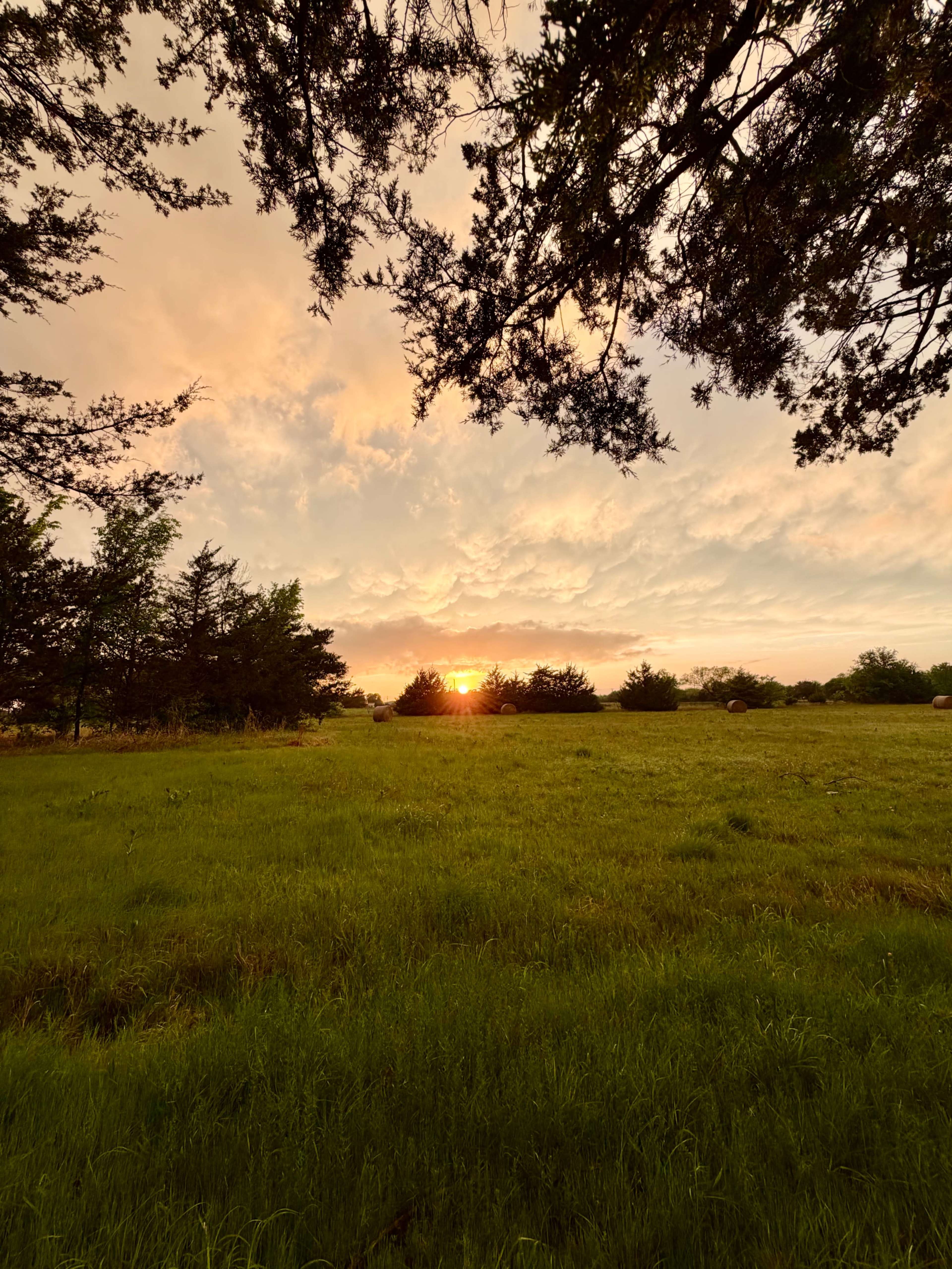 The sun sets behind a line of trees in a grassy field under a colorful sky.