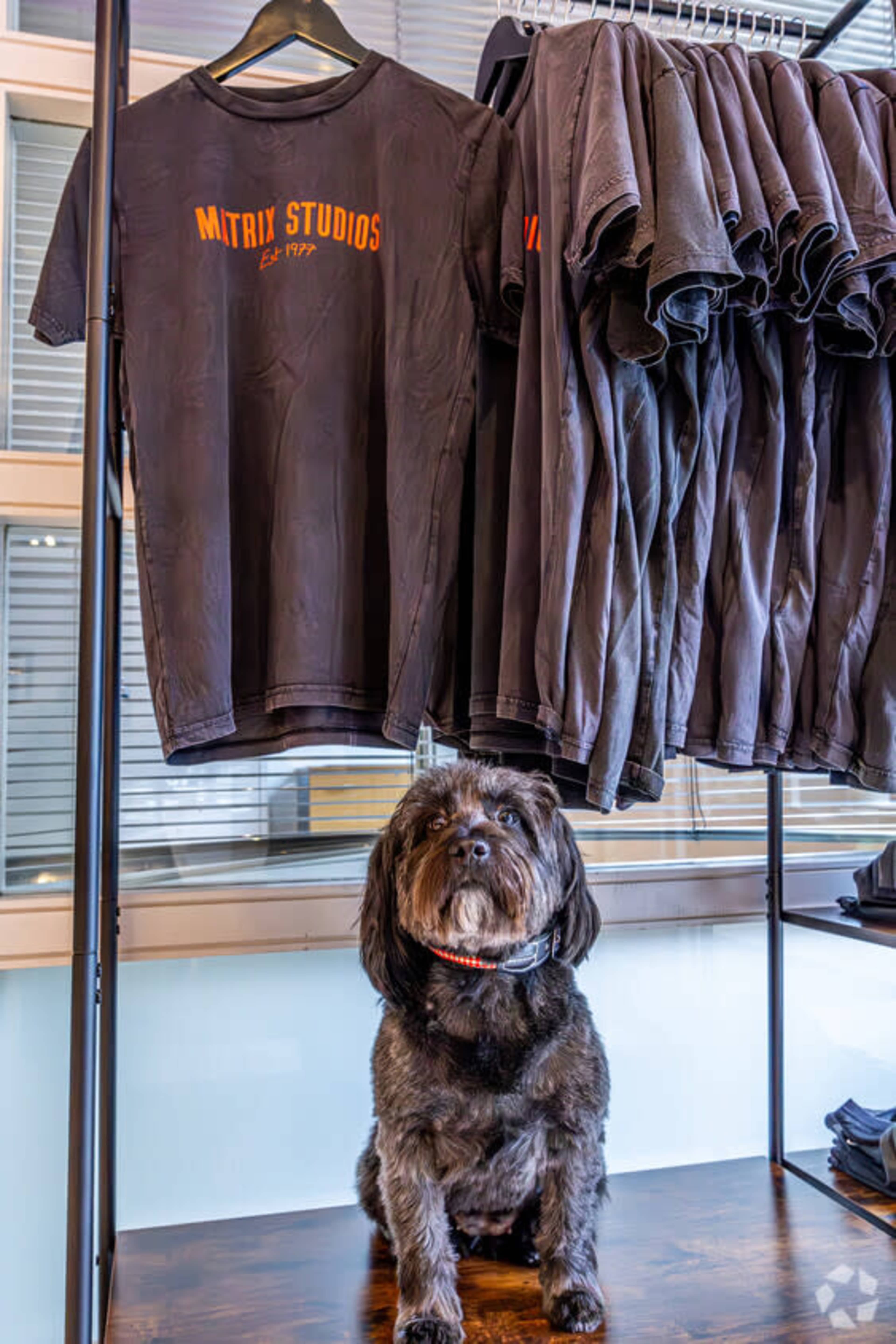 A black dog sits in front of a rack of folded t-shirts labeled "MATRIX STUDIOS."